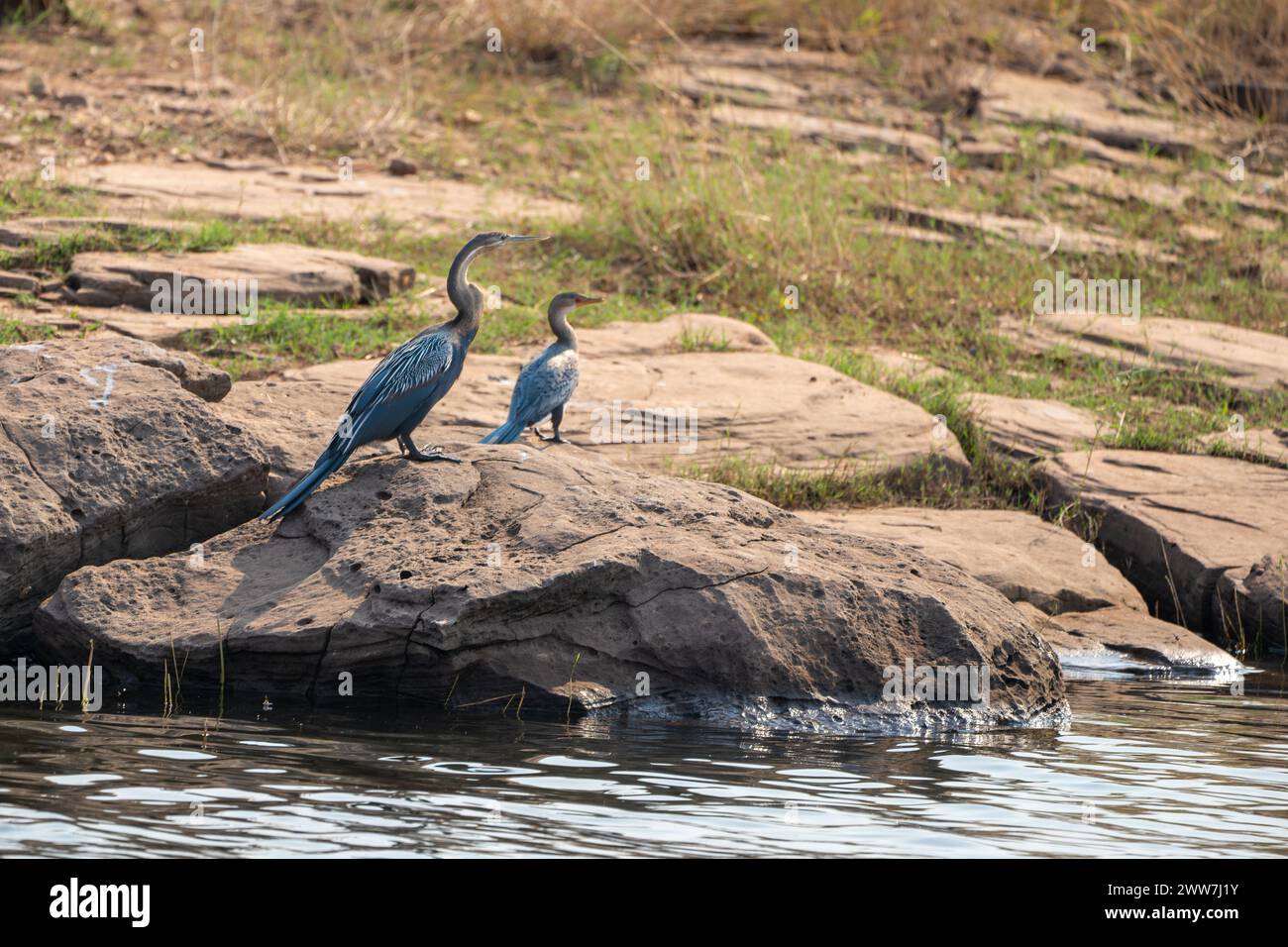 Afrikanische anhinga Anhinga melanogaster (rufa oder Anhinga rufa) putzen. Diese wasservogelabkommens, auch genannt der Afrikanischen darter, hat eine lange Schlange - wie Hals und d Stockfoto
