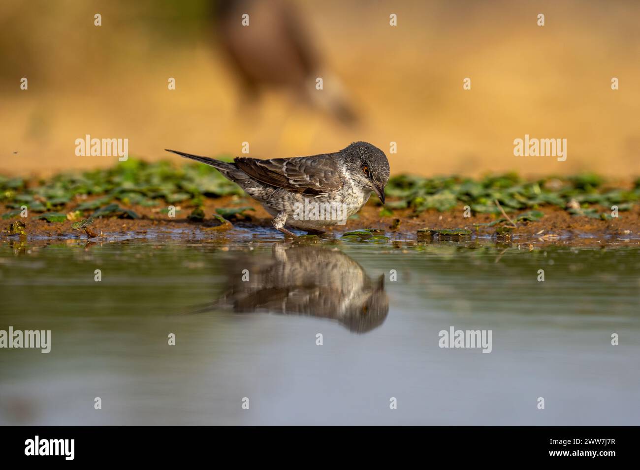 Die Curruca nisoria (Curruca nisoria) ist ein typischer Grasfänger, der sich in gemäßigten Regionen Mittel- und Osteuropas brütet Stockfoto