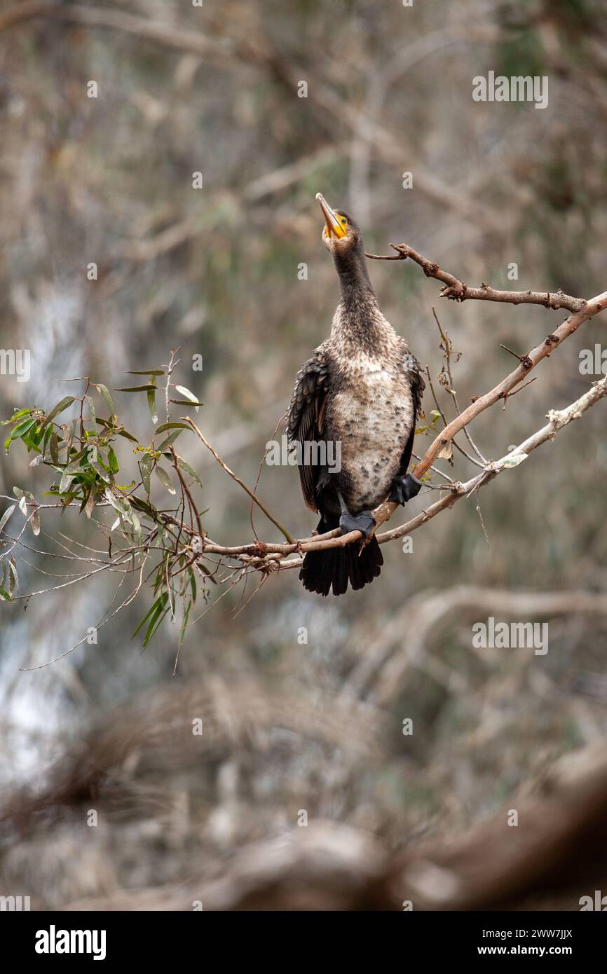 Herde des Großen Kormorans (Phalacrocorax carbo), der in einem Baum thront, der im Februar in Israel fotografiert wurde Stockfoto