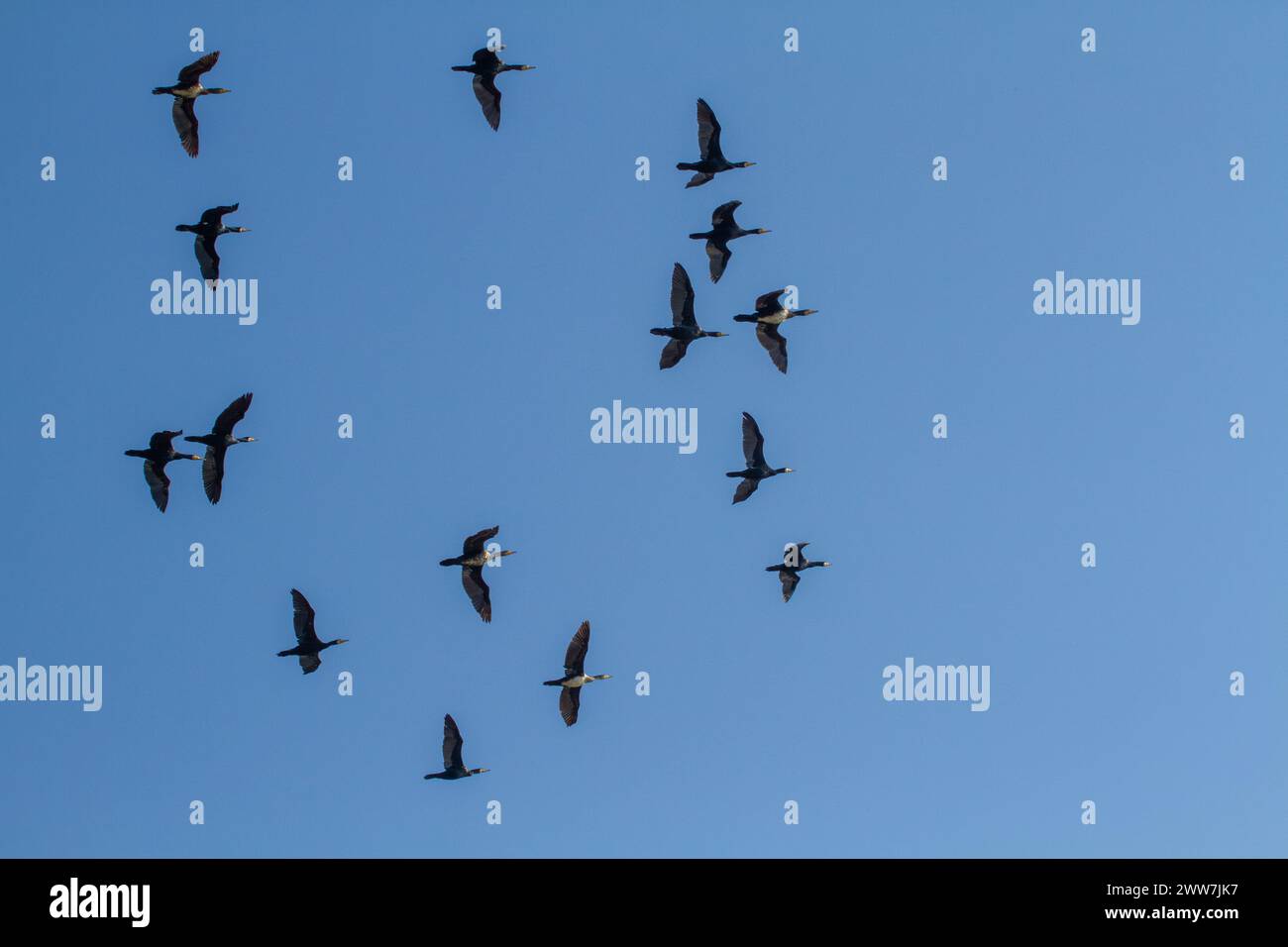 Herde des Großen Kormorans (Phalacrocorax carbo) im Flug fotografiert in Israel im Dezember Stockfoto