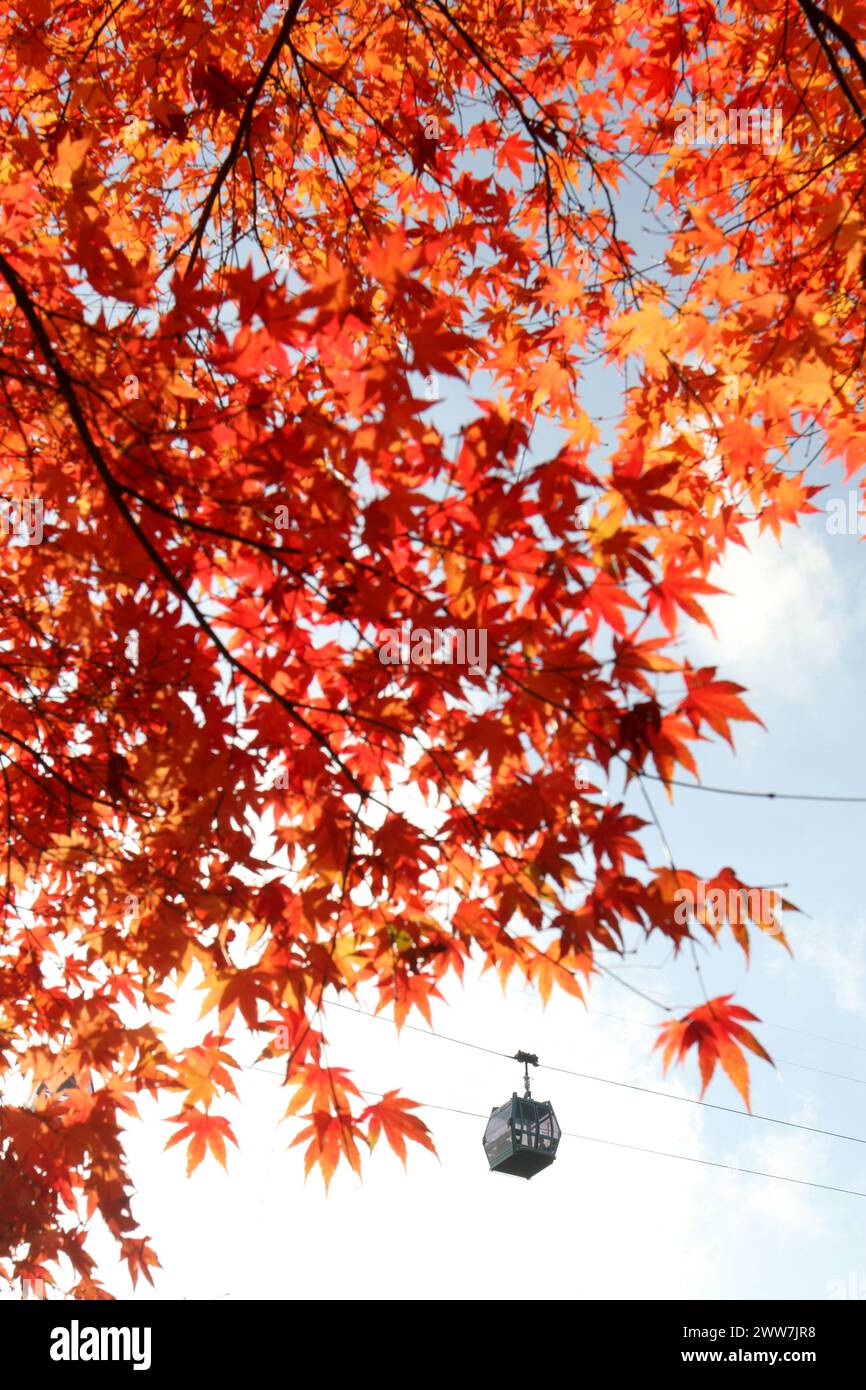 03/11/11 ..die Gärten von Alton Towers, Staffordshire, heute... Stockfoto