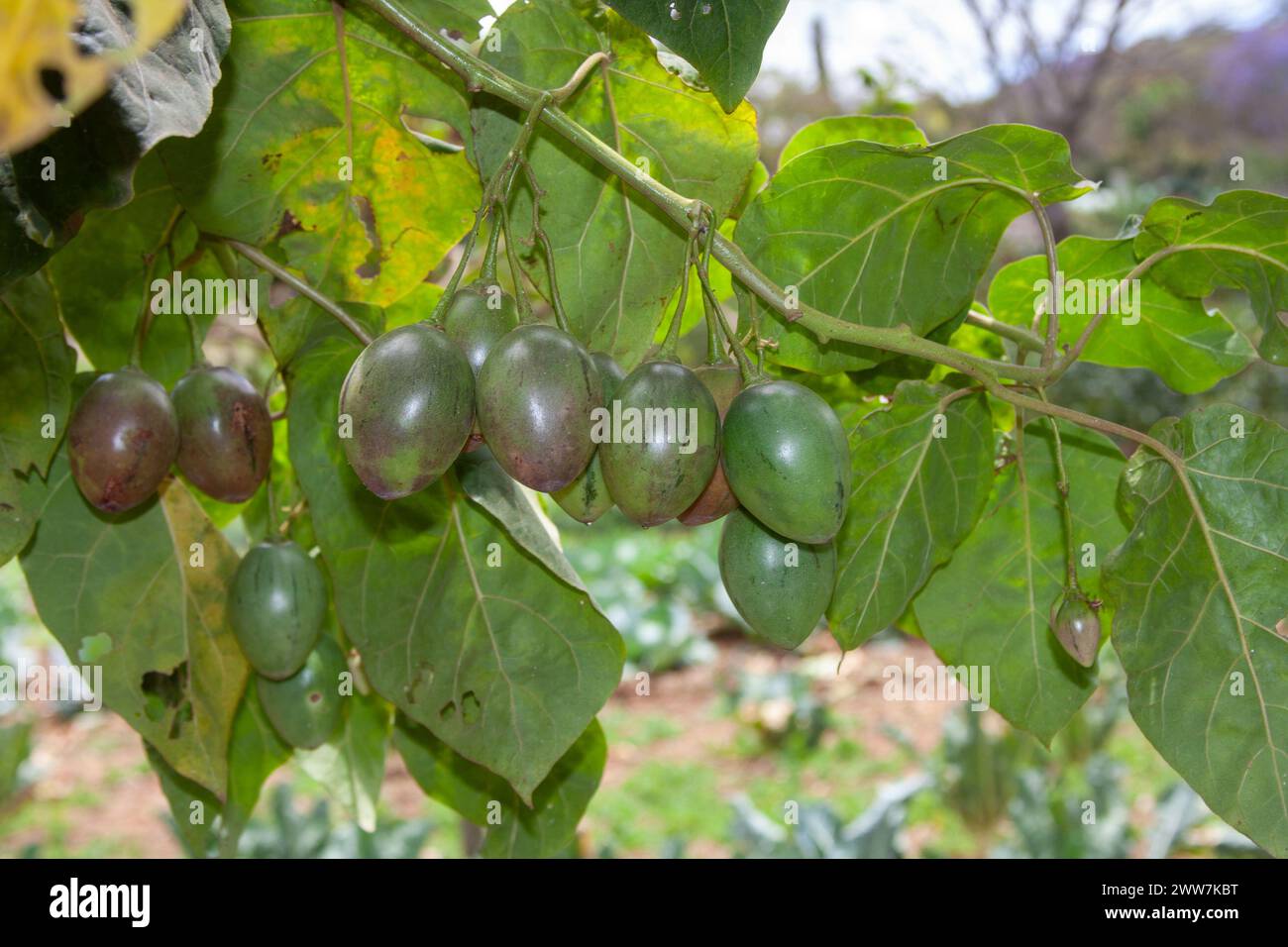 Frucht der Tamarillo oder Baumtomate, Solanum betaceum (früher Cyphomandra betacea), Solanaceae, fotografiert in Tansania im Oktober Stockfoto