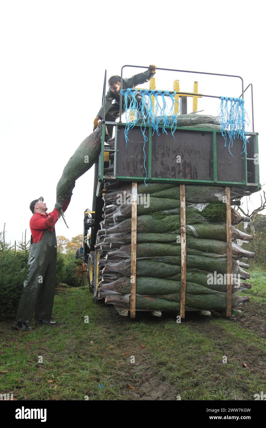 23/11/11. ..eine von nur zwei Spezialmaschinen für Palettiermaschinen in Großbritannien erntet Baumstamm in Barwell, Leicestershire. Teams von Erntemaschinen Stockfoto