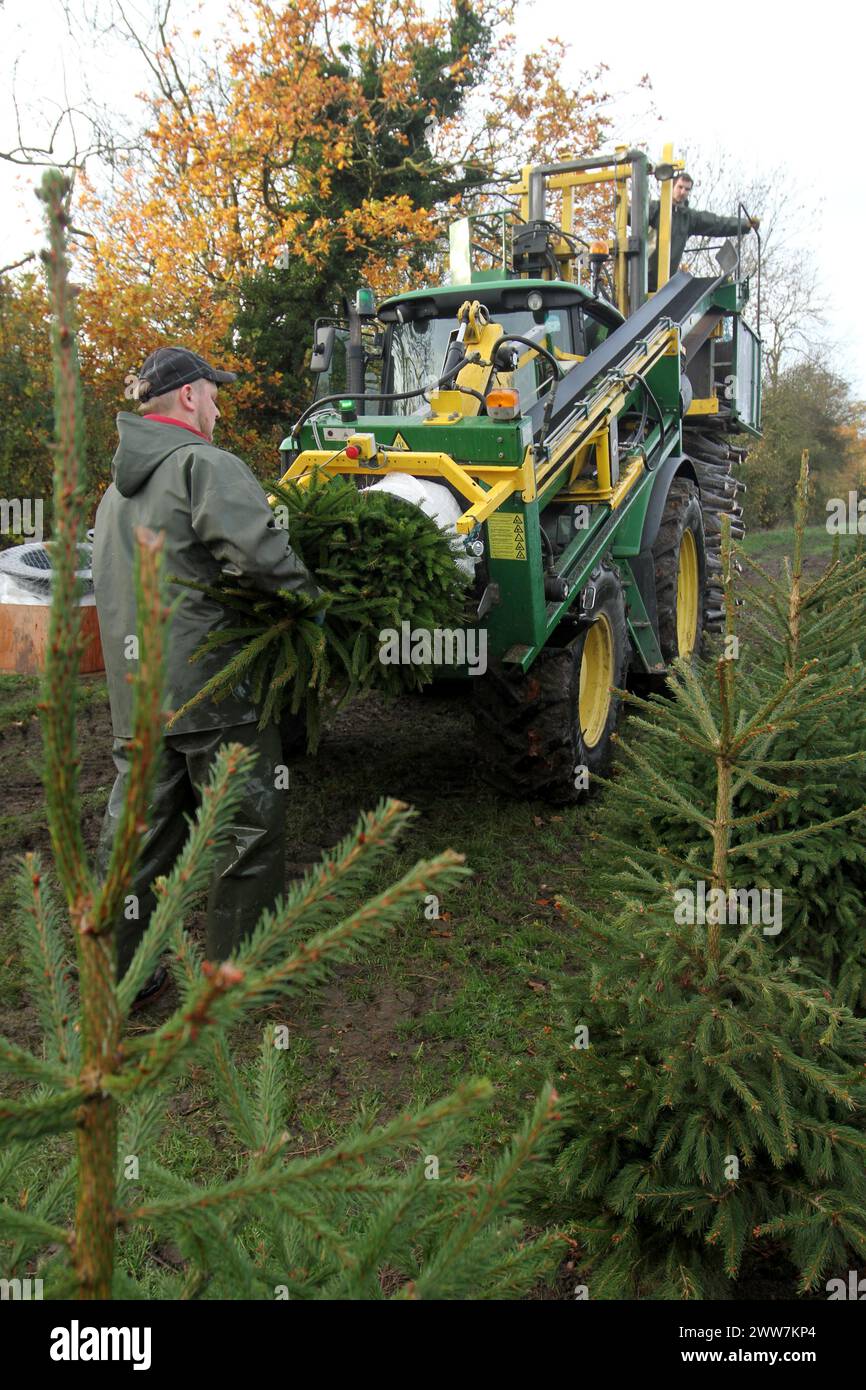 23/11/11. ..eine von nur zwei Spezialmaschinen für Palettiermaschinen in Großbritannien erntet Baumstamm in Barwell, Leicestershire. Teams von Erntemaschinen Stockfoto