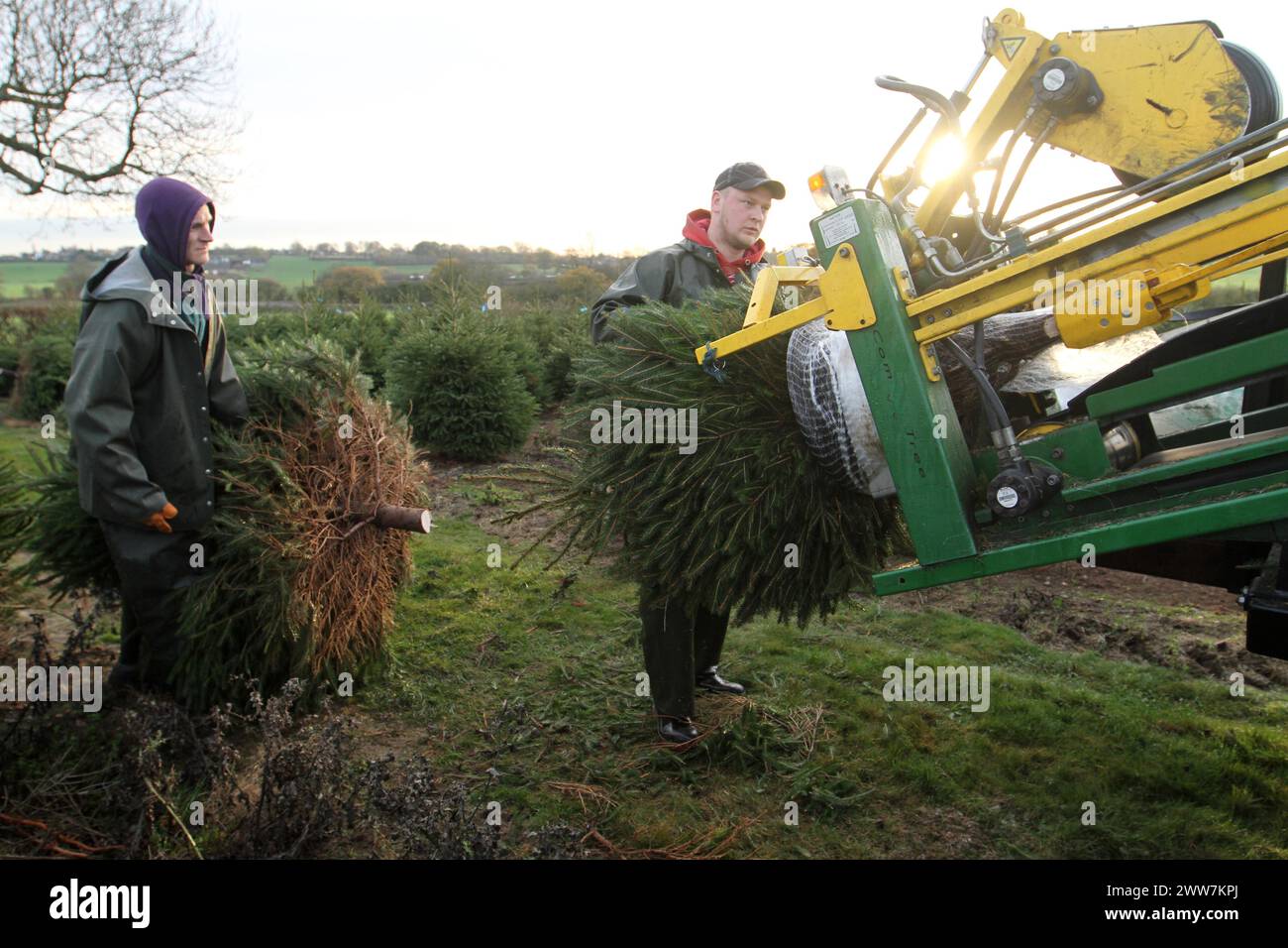 23/11/11. ..eine von nur zwei Spezialmaschinen für Palettiermaschinen in Großbritannien erntet Baumstamm in Barwell, Leicestershire. Teams von Erntemaschinen Stockfoto