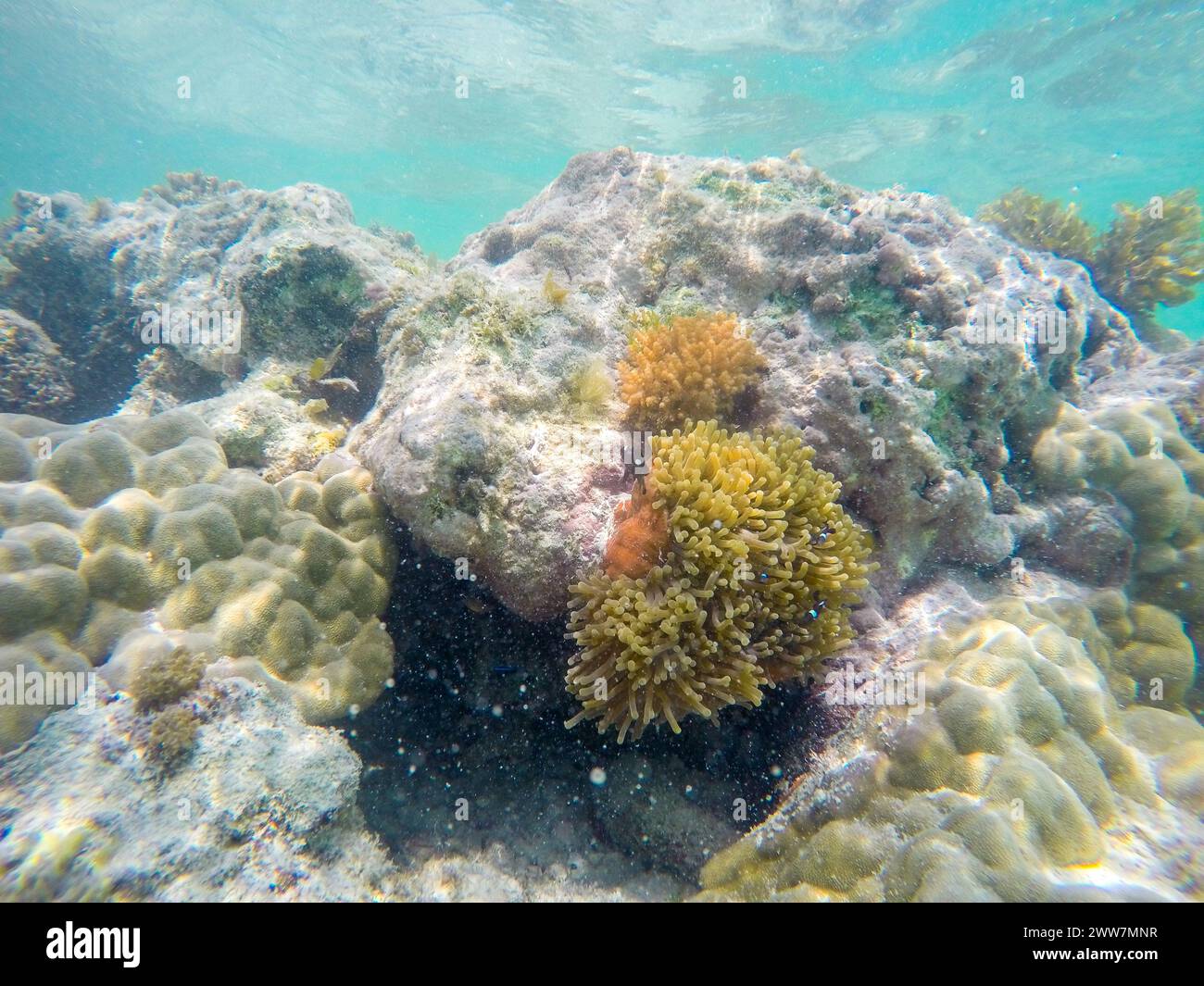 Unterwasserfotografie eines Korallenriffs, Ostküste, Sansibar Stockfoto