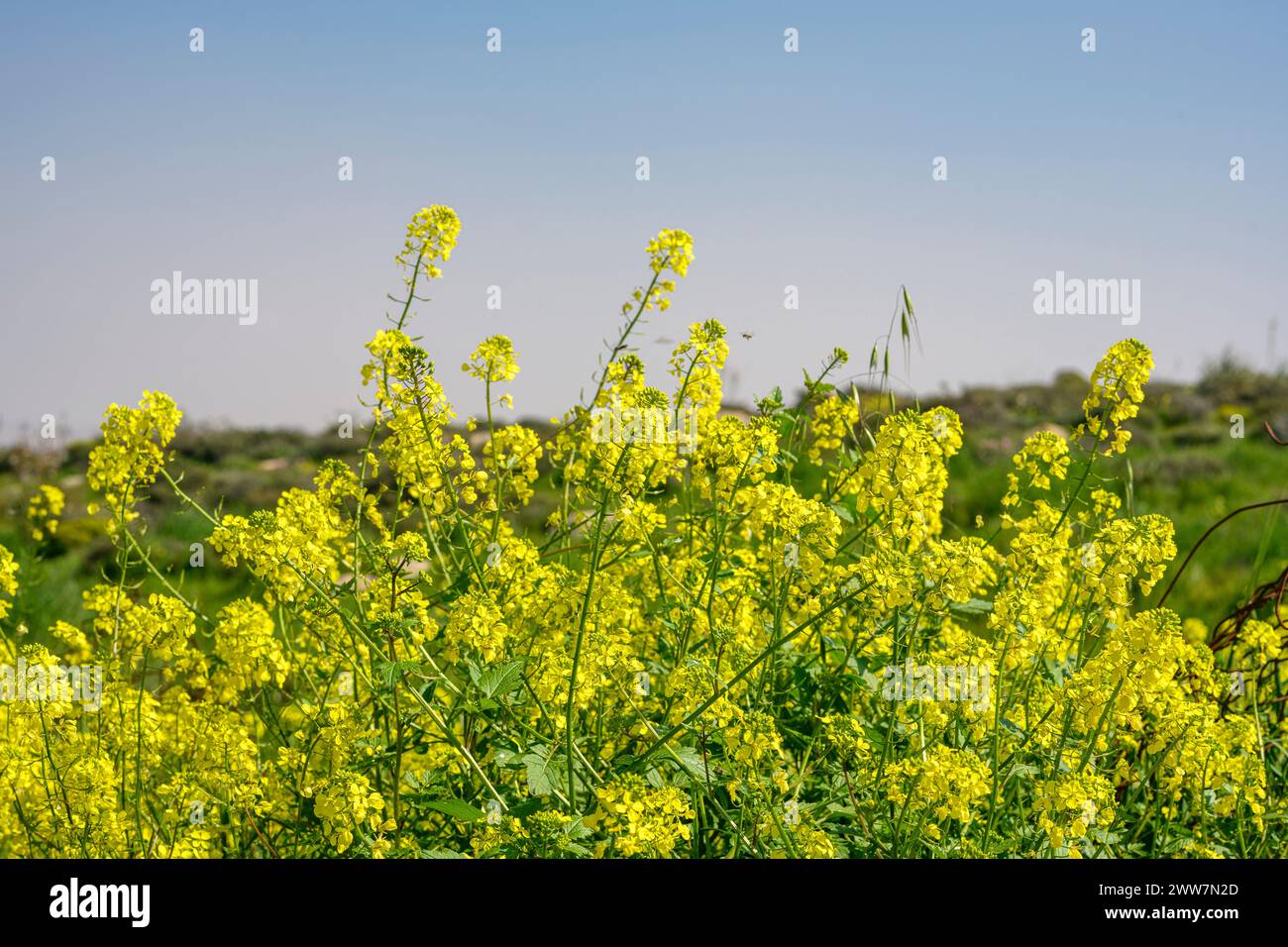 Ein gelbes Feld mit blühendem charlock Rhamphospermum arvense (syns. Brassica arvensis und Sinapis arvensis), charlock Senf, Feldsenf, wild Stockfoto