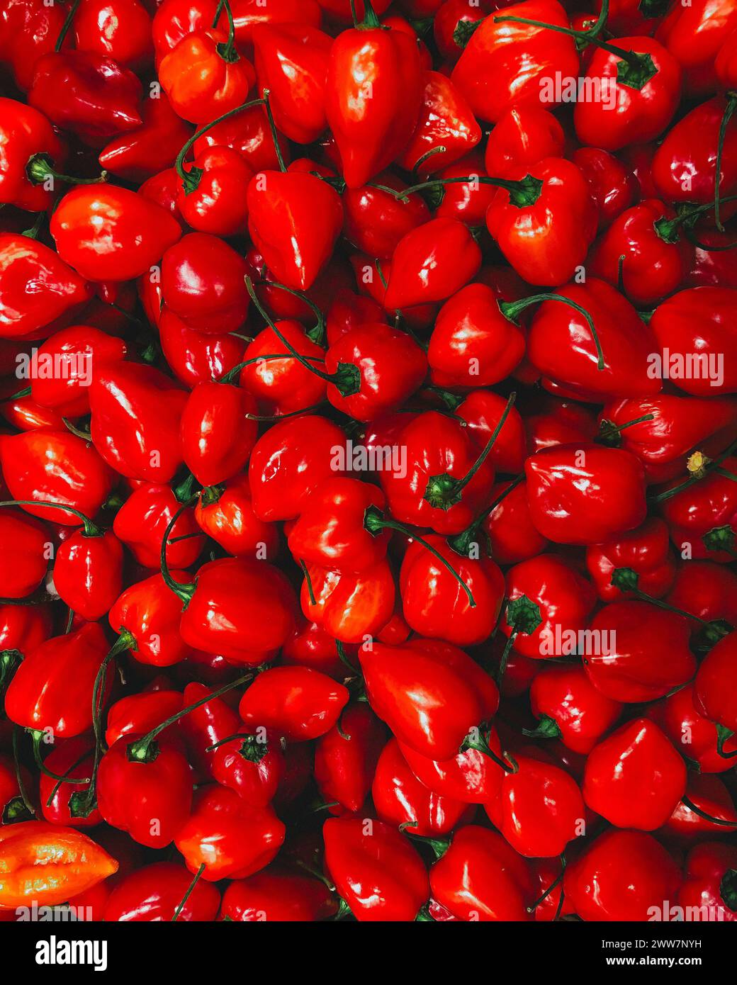 Vollbild-Ansicht von oben, reichlich leuchtende, rot leuchtende Paprika Stockfoto
