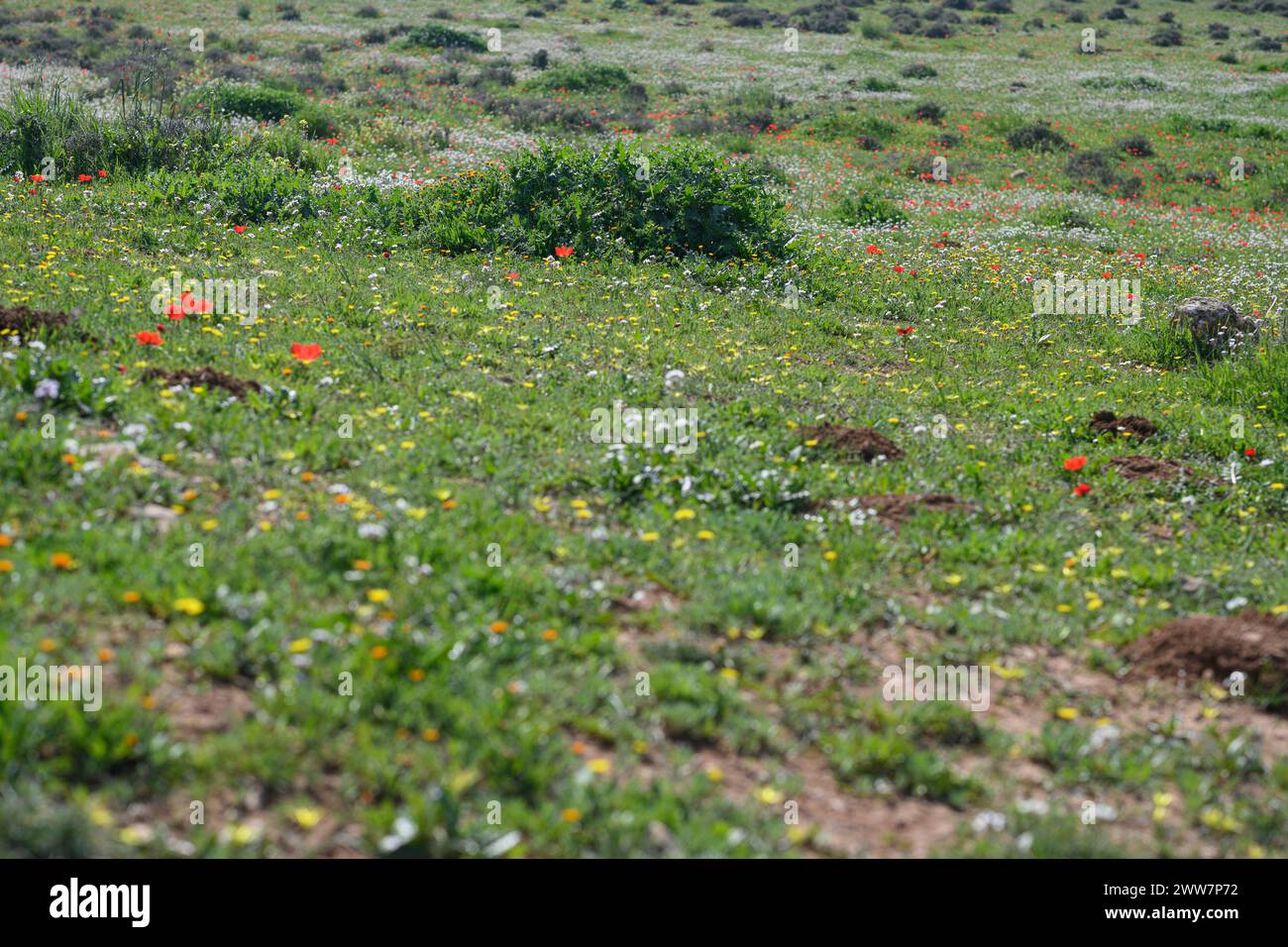 Har Amasa (Berg Amasa), Israel im Frühling im Süden Israels. In der Nähe des Yatir-Waldes, 20 km südlich von Hebron und 14 km nordwestlich Stockfoto