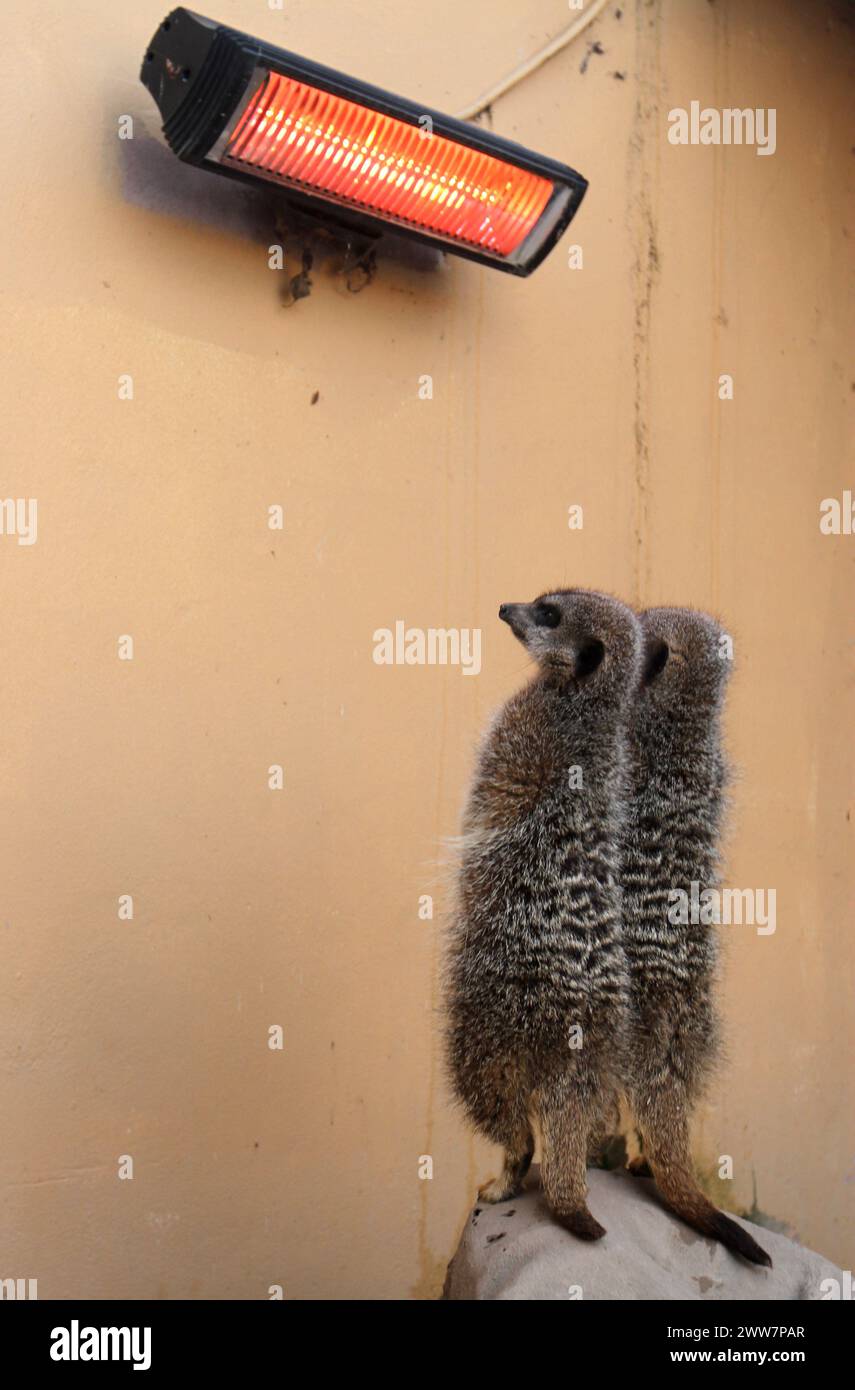 05/11/11. ..Ein Paar Erdmännchen wärmt sich unter einer Wärmelampe auf, nachdem sie einen Schneemann im Blackbrook Zoolological Park in der Nähe von Leek, Staffordshire gebaut haben... alles klar Stockfoto