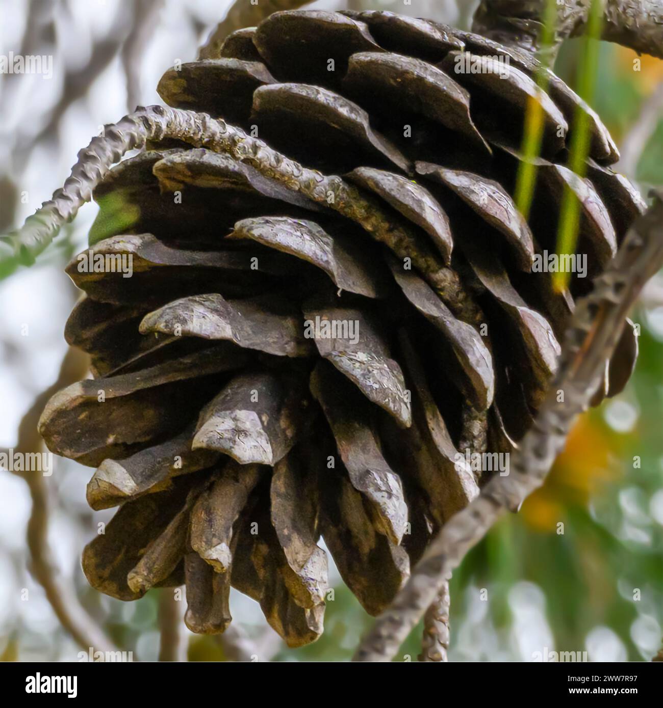 Kiefernkegel Pinus halepensis, allgemein bekannt als Aleppo-Kiefer, auch bekannt als Jerusalem-Kiefer, ist eine Kiefer, die im Mittelmeerraum beheimatet ist. Ph Stockfoto