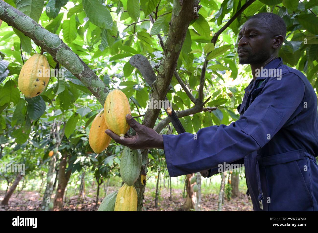 GHANA, Suhum, Kleinbauern bei Bio-Kakao Ernte, Kakaoernte / GHANA, Suhum, Kleinbauer bei Bio-Kakao Ernte Stockfoto