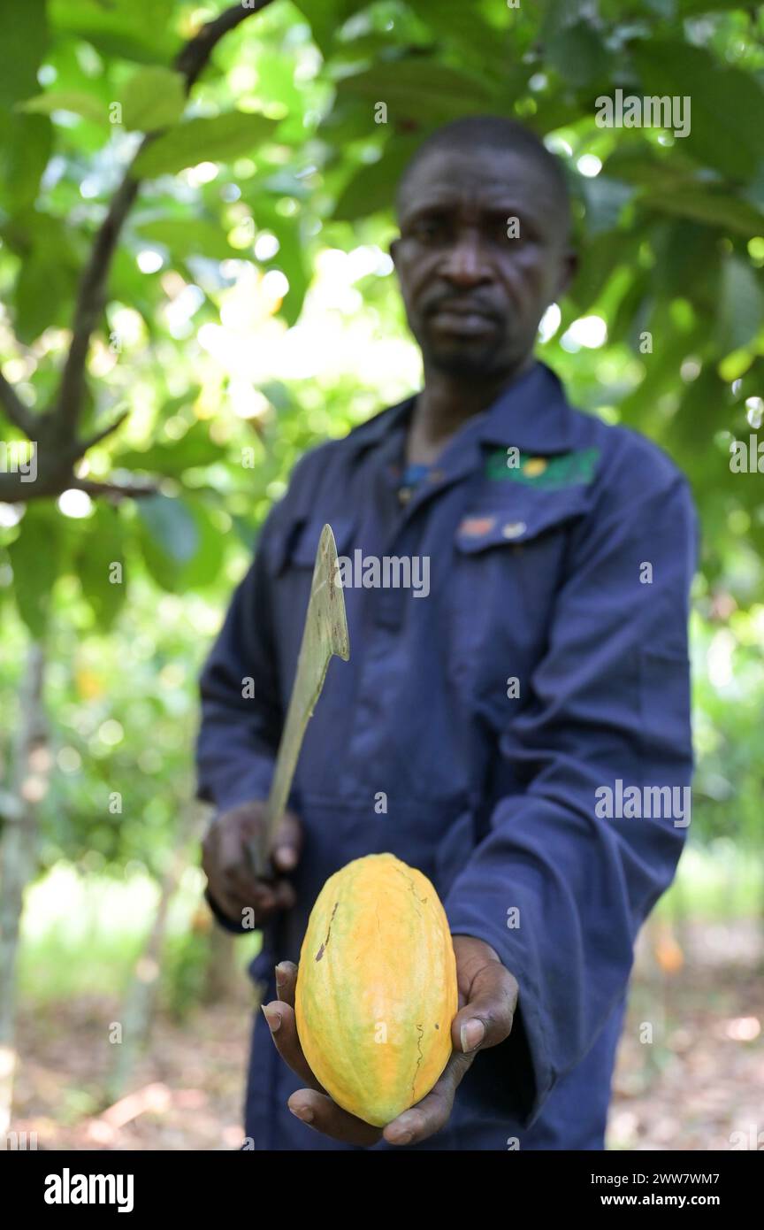 GHANA, Suhum, Kleinbauern bei Bio-Kakao Ernte, Kakaoernte / GHANA, Suhum, Kleinbauer bei Bio-Kakao Ernte Stockfoto