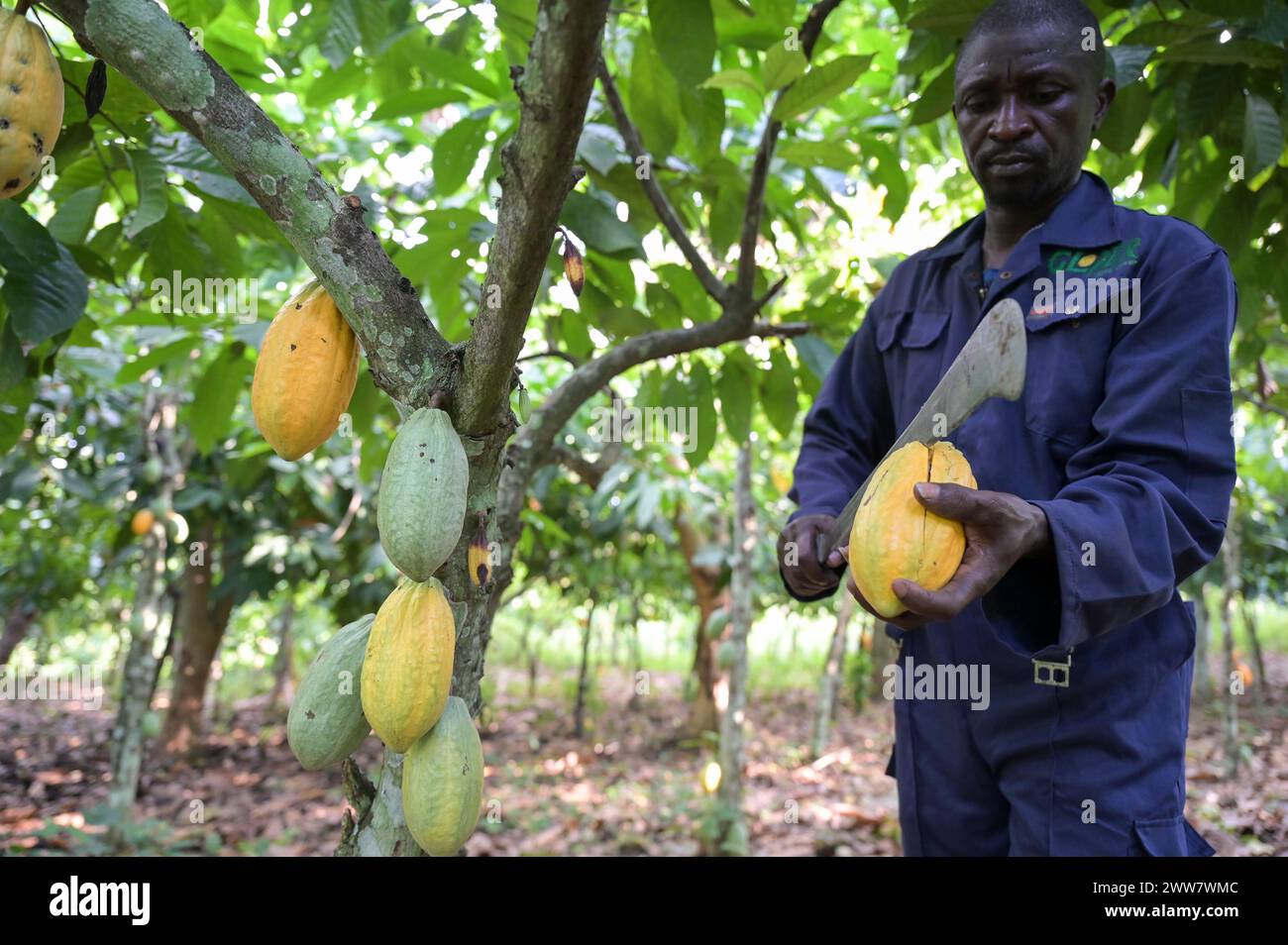 GHANA, Suhum, Kleinbauern bei Bio-Kakao Ernte, Kakaoernte / GHANA, Suhum, Kleinbauer bei Bio-Kakao Ernte Stockfoto