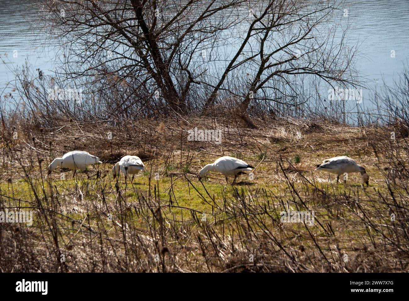 Schneegänse füttern am Seeufer Stockfoto