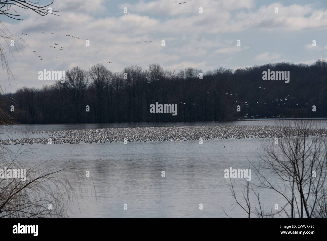 Eine Schar Schneegänse auf einem See in Pennsylvania Stockfoto