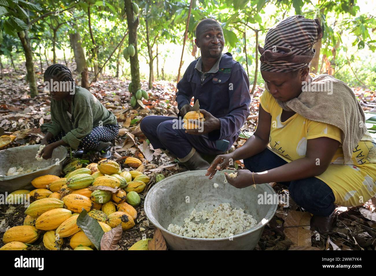 GHANA, Suhum, kleinbäuerliche Bio-Kakaofarm, Kakaoernte, die Kakaoschoten werden geöffnet, um die frischen Bohnen herauszuholen, die dann für sieben Tage fermentiert werden / GHANA, Suhum, Kleinbauern bei Bio Kakao Ernte, die Kakaofrüchte werden geöffnet und die entnommenen frischen Kakaobohnen werden für sieben Tage fermentiert Stockfoto