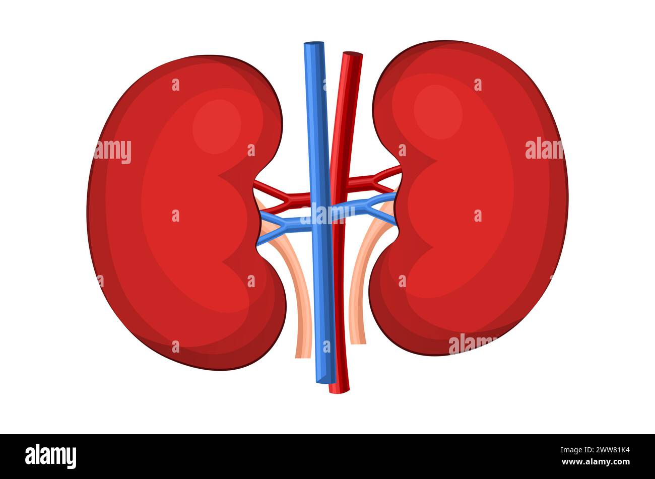 Die menschliche Nierenanatomie. Menschliches internes Organ. Das Konzept des endokrinen Systems des Harnsystems. Weltnierentag. Anatomie, Medizin und Gesundheitskonzept. Stockfoto