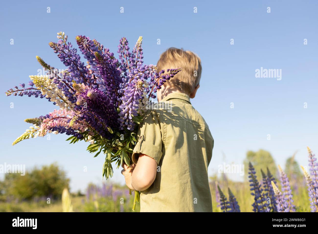Ein nicht erkennbarer Junge pflückte einen Blumenstrauß Lupinen von den Wiesen Stockfoto