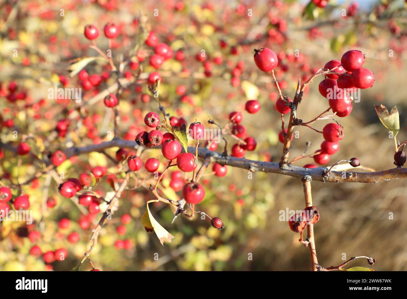 Haufen roter Weißdornbeeren hängen von einem Zweig einer Holzpflanze Stockfoto