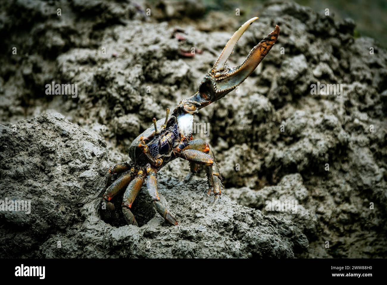 Männliche Geigerkrabbe im Schlamm mit riesiger Klaue Stockfoto