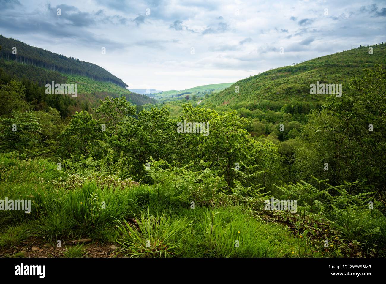Afan Valley, Afan Forest Park, Wales, Großbritannien Stockfoto