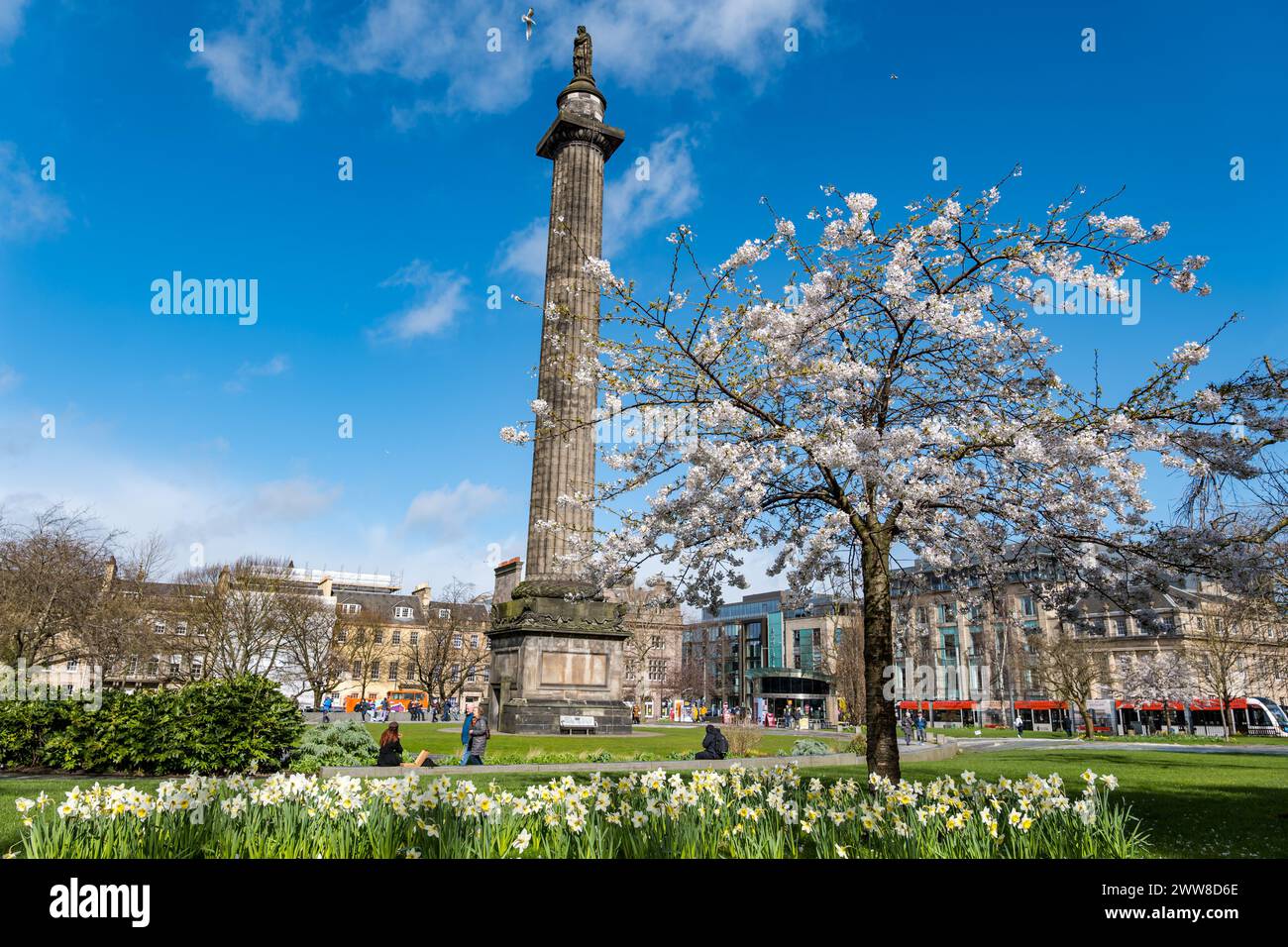 St Andrew Square, Edinburgh, Schottland, Großbritannien, 22. März 2024. Wetter in Großbritannien: Kirschbaum Frühlingsblüte. Mehrere Kirschbäume im Garten blühen in voller Blüte neben dem Melville Monument von Henry Dundas. Quelle: Sally Anderson/Alamy Live News Stockfoto