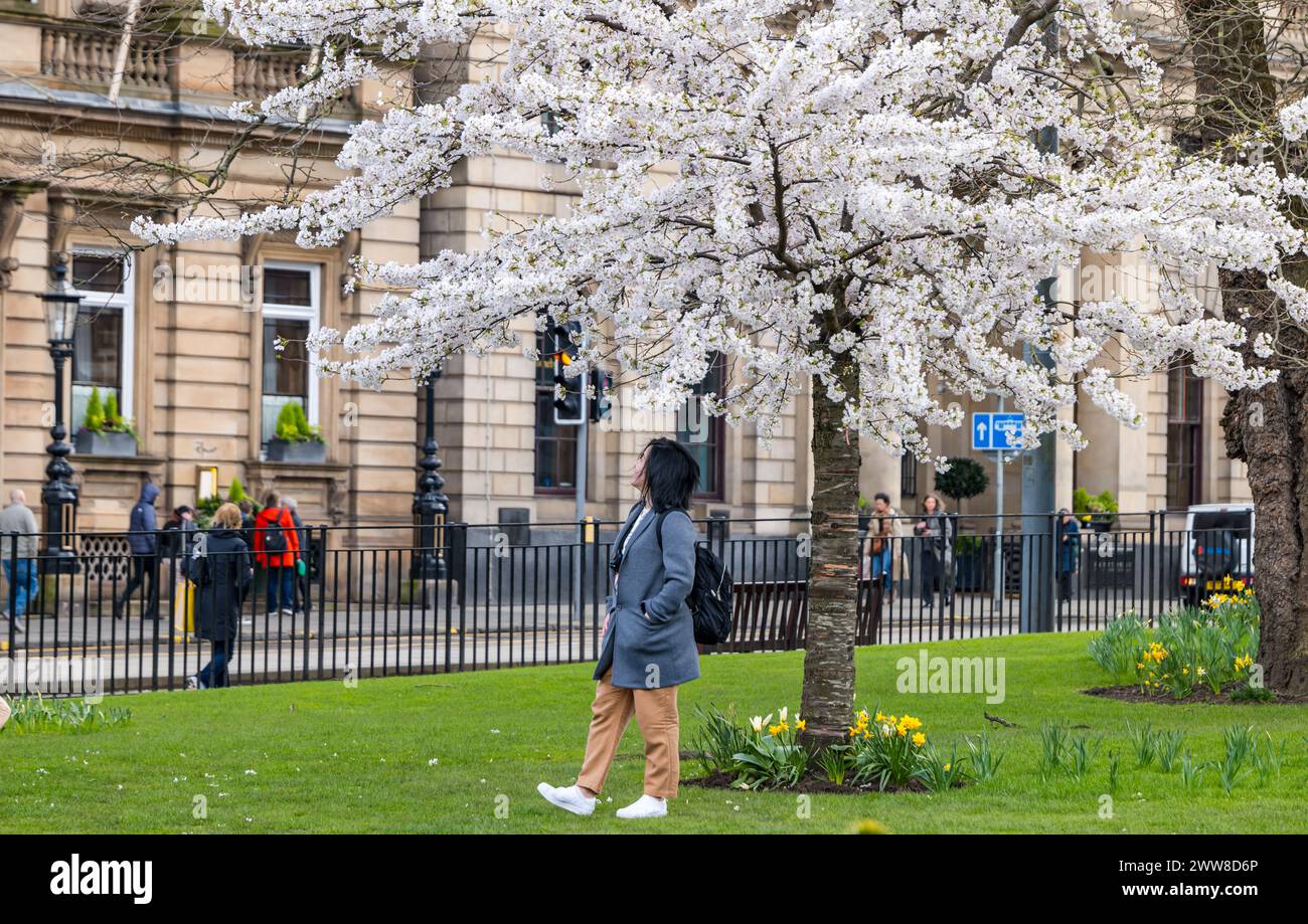 St Andrew Square, Edinburgh, Schottland, Großbritannien, 22. März 2024. Wetter in Großbritannien: Kirschbaum Frühlingsblüte. Mehrere Kirschbäume im Garten sind in voller Blüte und bilden einen hellen Mittelpunkt für Besucher. Quelle: Sally Anderson/Alamy Live News Stockfoto
