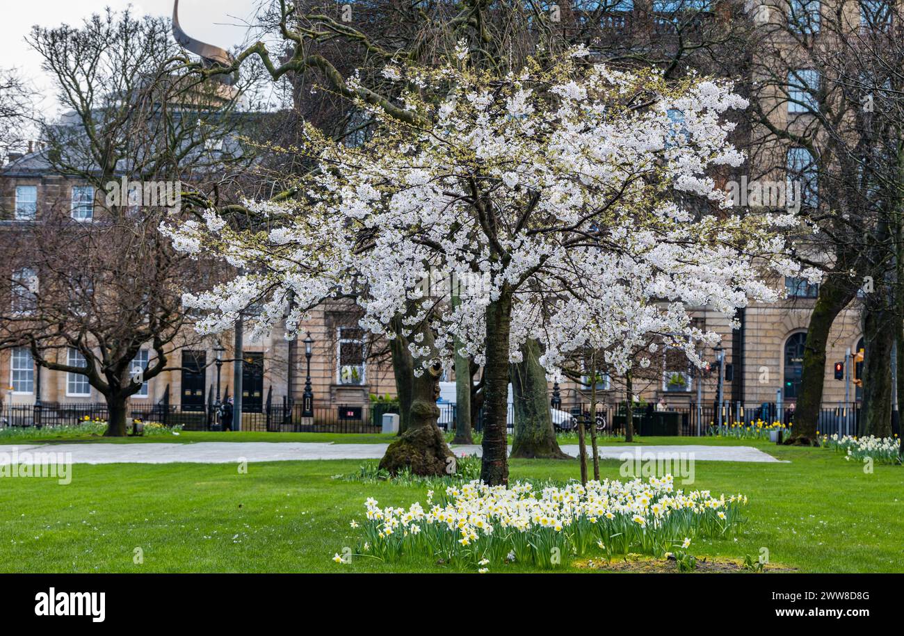 St Andrew Square, Edinburgh, Schottland, Großbritannien, 22. März 2024. Wetter in Großbritannien: Kirschbaum Frühlingsblüte. Mehrere Kirschbäume im Garten sind in voller Blüte und bilden einen hellen Mittelpunkt für Besucher. Quelle: Sally Anderson/Alamy Live News Stockfoto