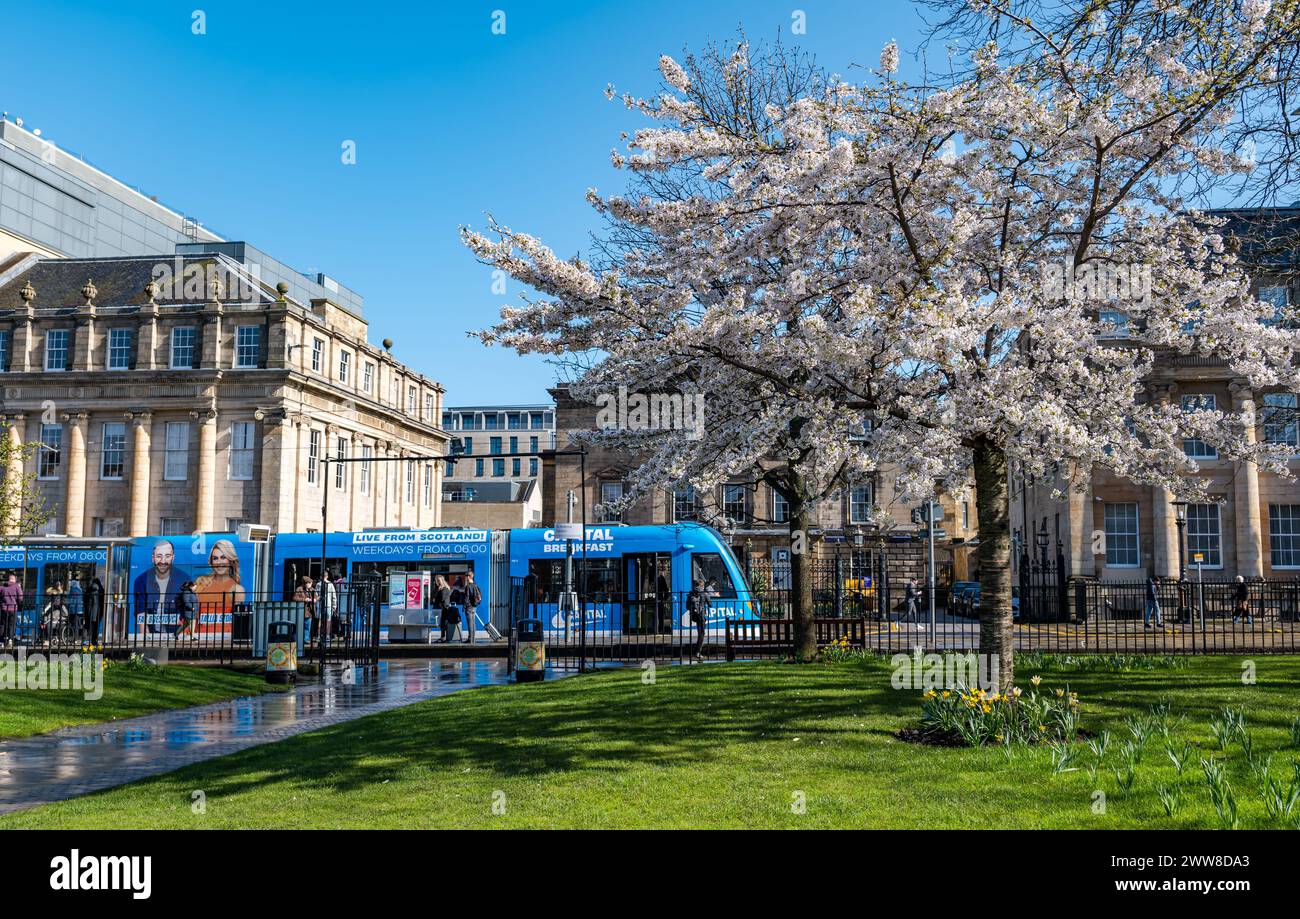 St Andrew Square, Edinburgh, Schottland, Großbritannien, 22. März 2024. Wetter in Großbritannien: Kirschbaum Frühlingsblüte. Mehrere Kirschbäume im Garten blühen in voller Blüte, während eine Straßenbahn vorbeifährt. Quelle: Sally Anderson/Alamy Live News Stockfoto