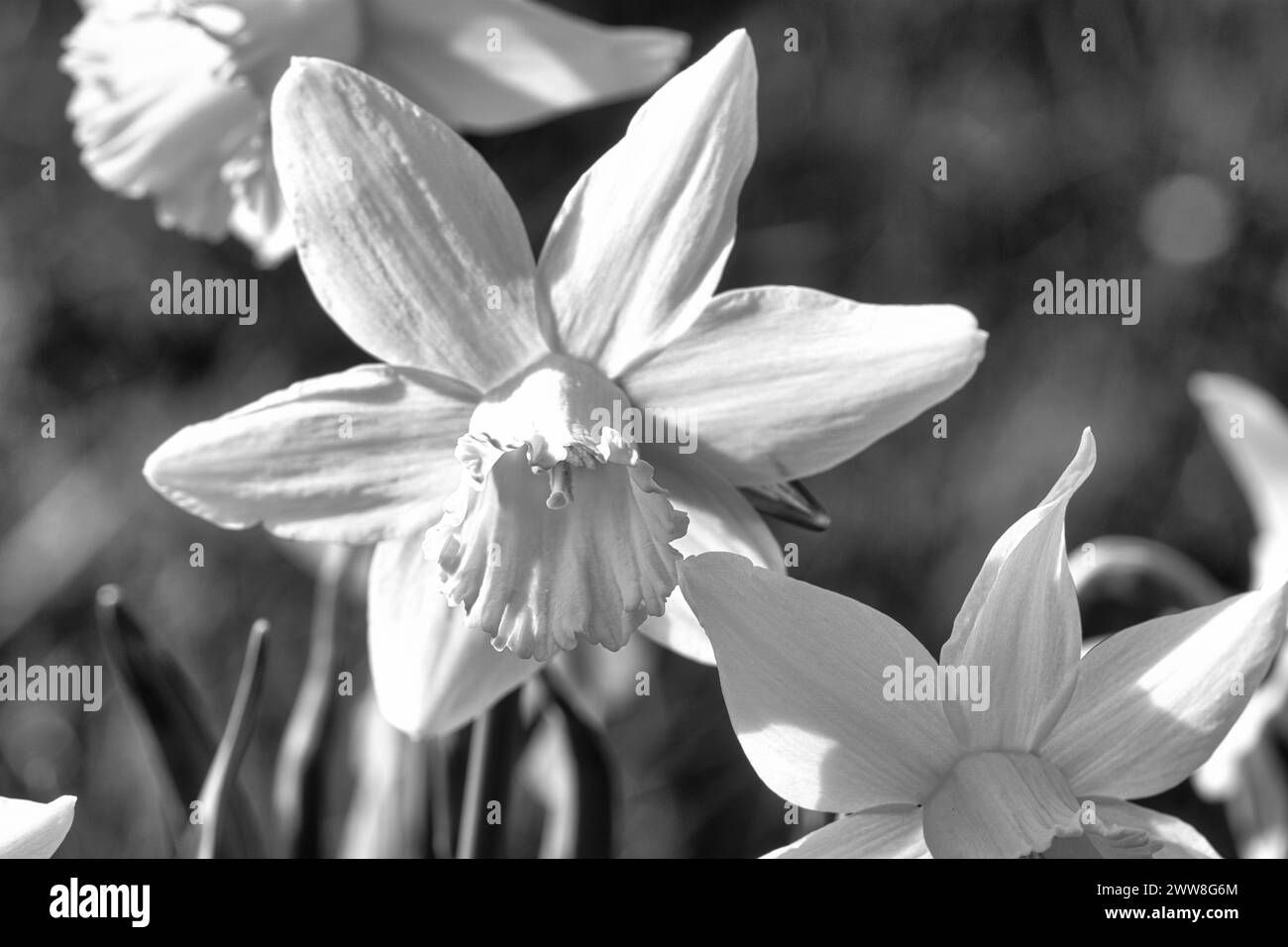 Narzissen auf einer schwarz-weißen Wiese zur Osterzeit. Blumen leuchten. Frühe Blüten, die die Ankunft des Frühlings ankündigen. Pflanzen fotographieren Stockfoto