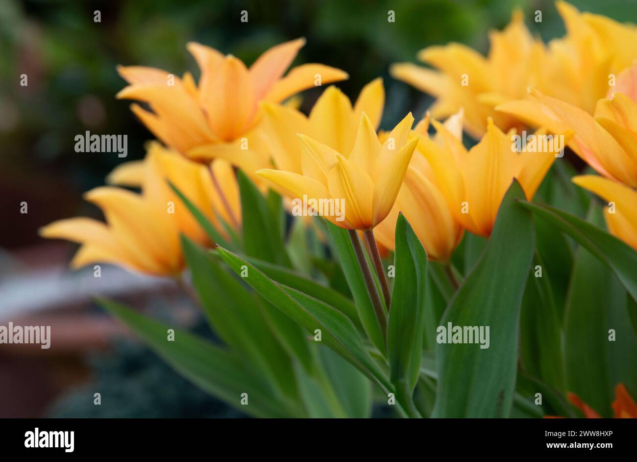 Tulipa praestans 'Shogun'. Tulpen Stockfoto