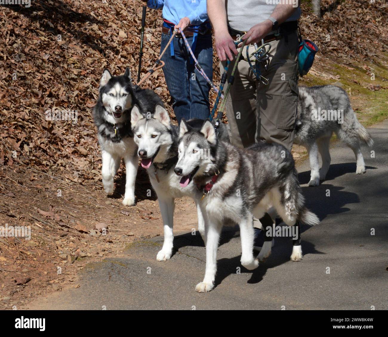 Zwei Männer in Asheville, North Carolina, gehen mit ihren Sibirischen Huskies, einer als Haustiere beliebten Pferdeschlittenrasse. Stockfoto