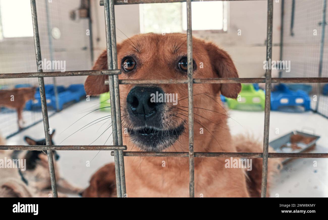 Porträt eines einsamen, traurigen, verlassenen streunenden Hundes hinter dem Zaun im Tierheim. Der Freund des besten Menschen wartet auf ein echtes Zuhause. Tierrettung Stockfoto