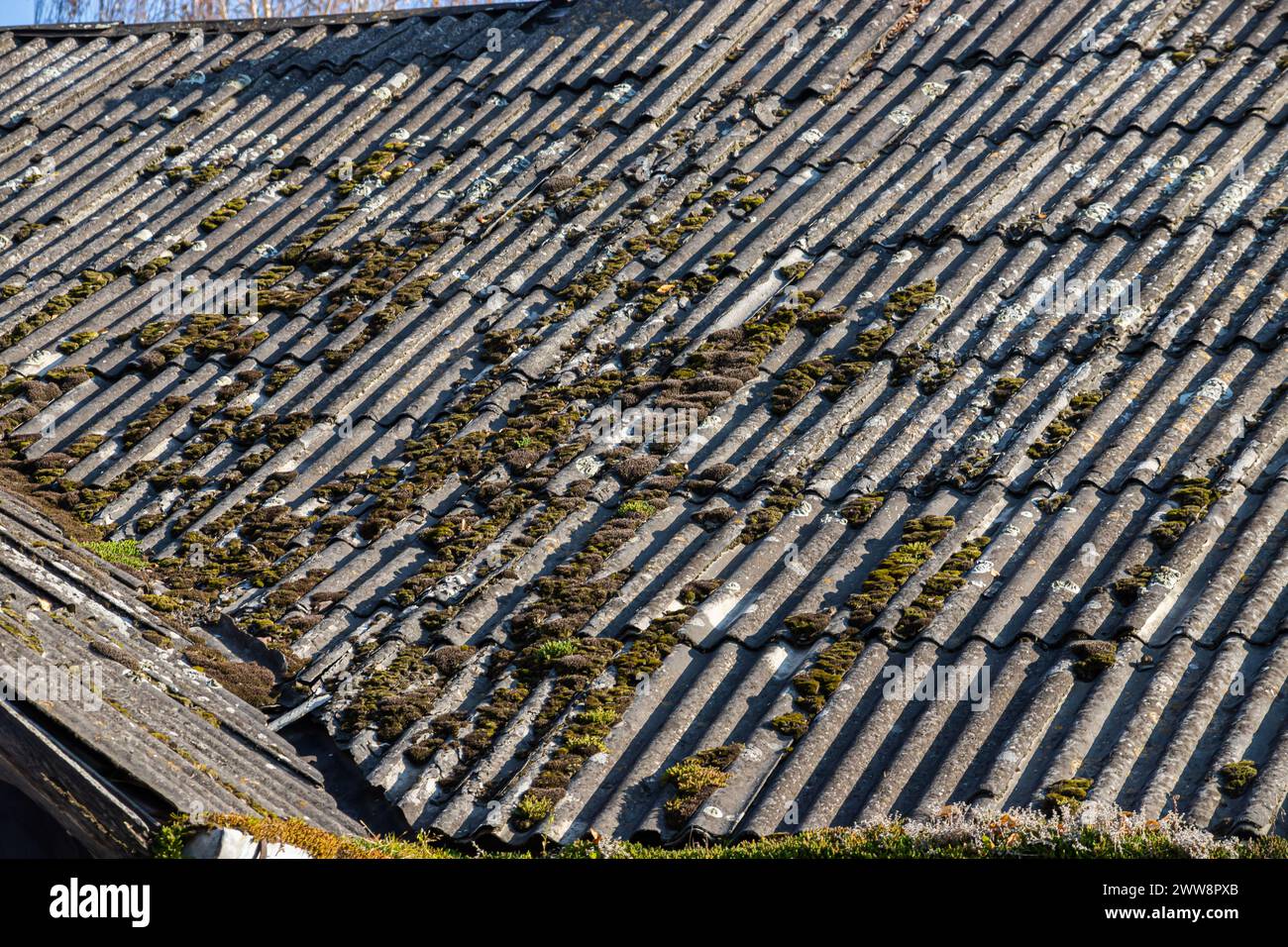 Alt und mit Moos bedeckt, bedecken wellige Dachschieferplatten die Scheune. Stockfoto