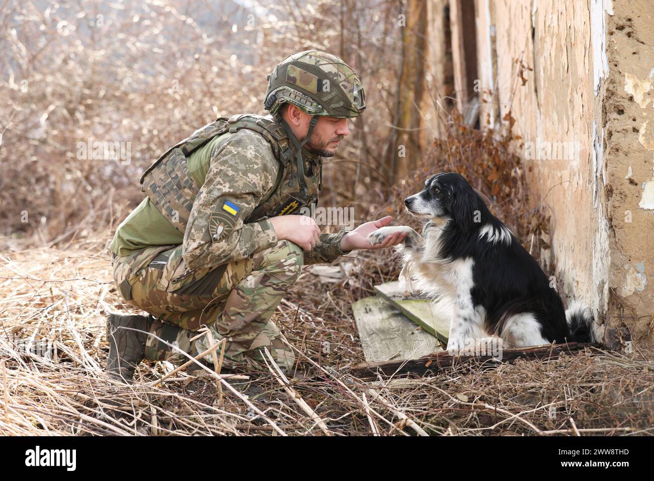 Ein streunender Hund gibt draußen dem ukrainischen Soldaten die Pfote Stockfoto