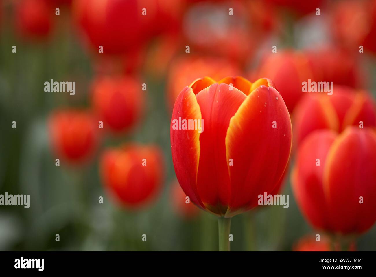 Nahaufnahme von roten und orangen Tulpen mit gedämpftem grünen Hintergrund Stockfoto