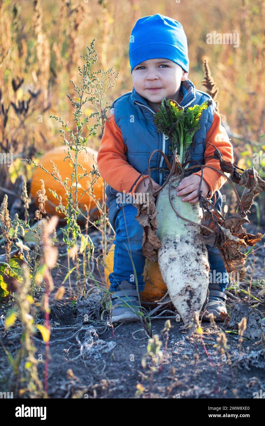 Garden Delight: Junge erntet gerne Rüben an einem sonnigen Tag Stockfoto