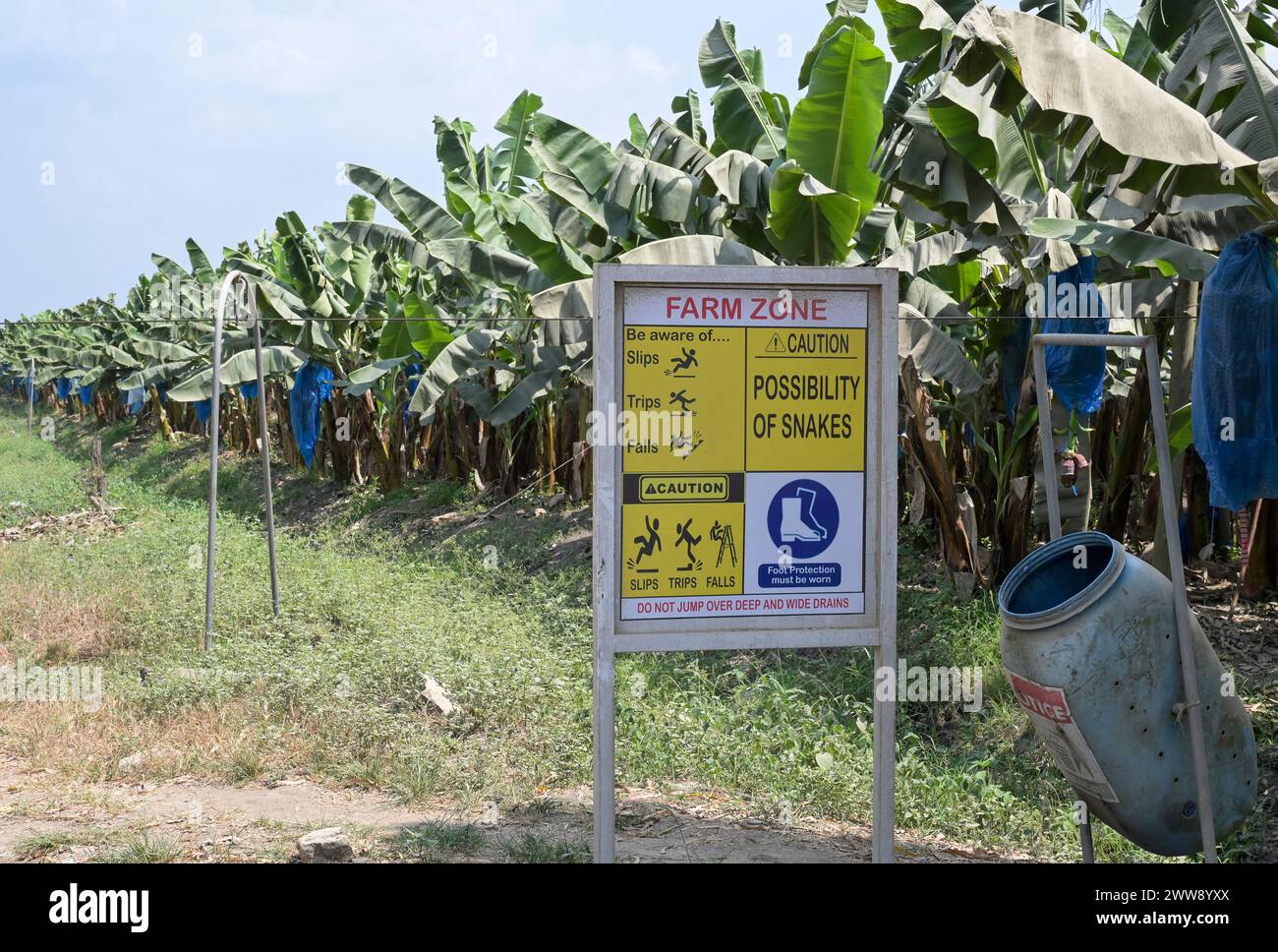 GHANA, Region Volta, französisches Eigentum Golden Exotics Ltd. Große Plantage für Bananenanbau für den Export , die Farm wird mit Wasser des Volta-Flusses über Kanäle bewässert, Warnung vor Schlange / GHANA, Bananenanbau auf Plantage der französischen Golden Exotics Ltd. Für den Export, die Farm wird über Wasser aus Kanälen vom Volta Fluß bewässert Stockfoto