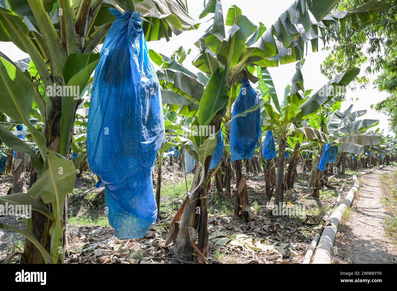 GHANA, Volta Region, französisches Eigentum Golden Exotics Ltd. Große Plantage für Bananenanbau für den Export , die Farm wird über Wasser aus Kanälen vom Volta Fluß bewässert / GHANA, Bananenanbau auf Plantagen der französischen Golden Exotics Ltd. Für den Export, die Farm wird über Wasser aus Kanälen vom Volta Fluß bewässert Stockfoto