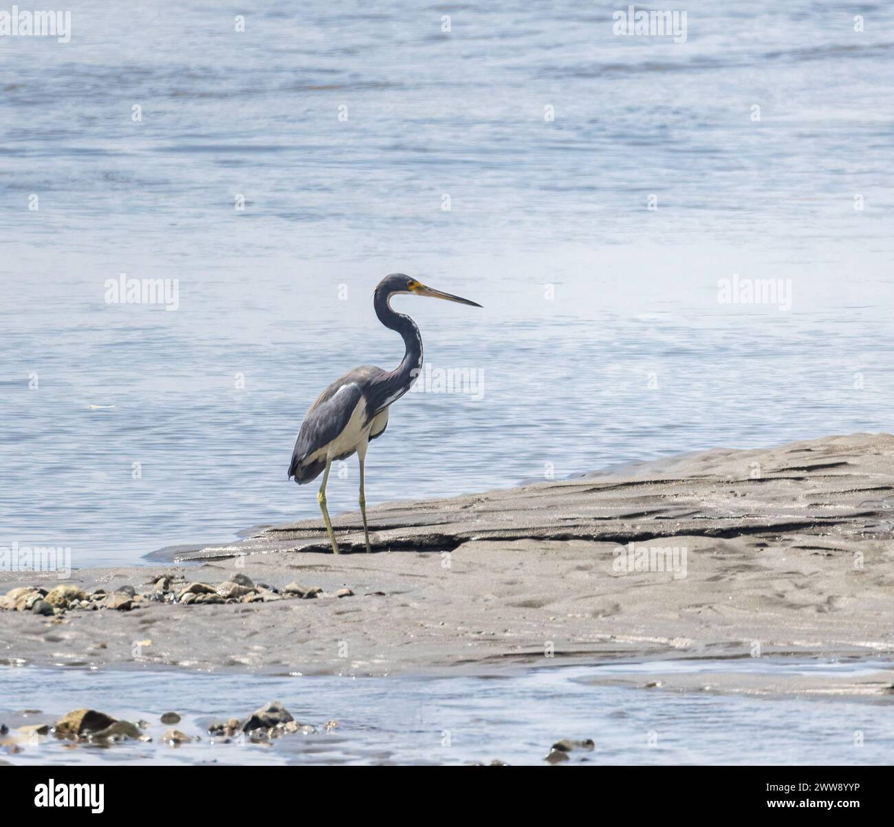Dreifarbiger Reiher am Meer in der Nähe von Manuel Antonio Costa Rica Stockfoto