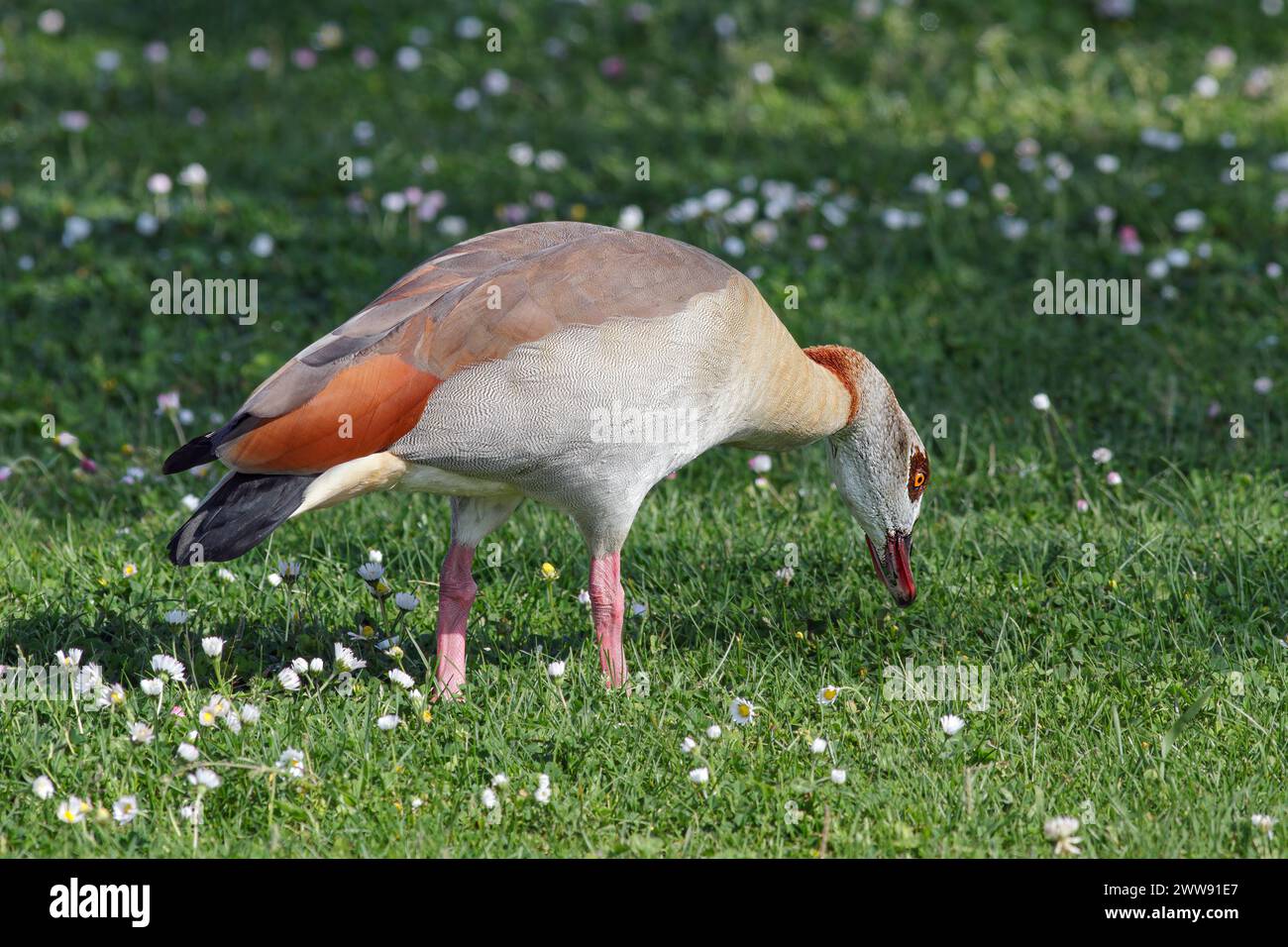 Nahaufnahme einer ägyptischen Gans, die Gras isst, an der Grenze zum Fluss Douro, nördlich von Portugal. Stockfoto