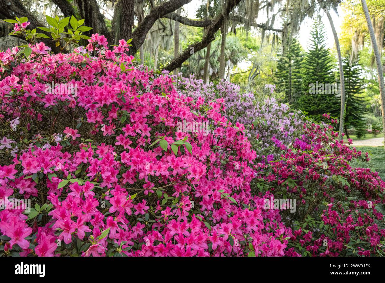 Blühende Azaleen auf einem Gartenpfad im Washington Oaks State Park in Palm Coast, Florida. (USA) Stockfoto