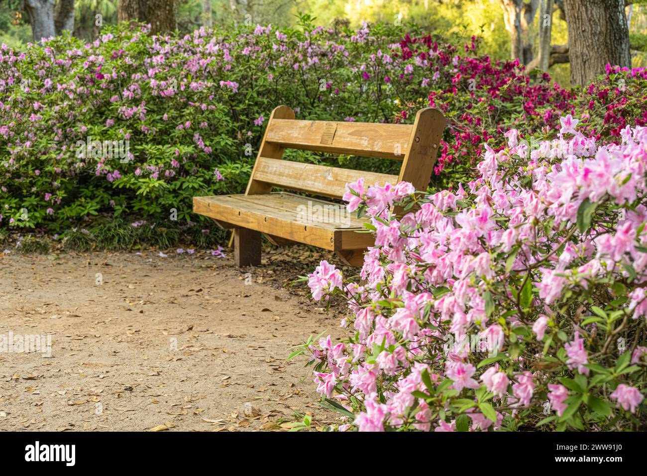 Holzbank zwischen blühenden Azaleen im Washington Oaks Gardens State Park in Palm Coast, Florida. (USA) Stockfoto