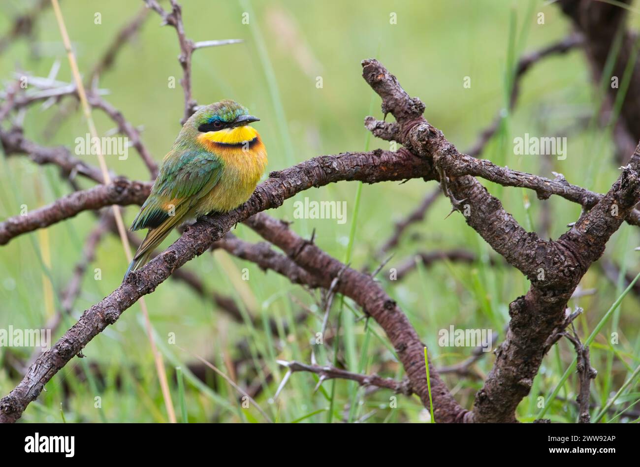 Kleine Bienenfresser (Merops percivali) Stockfoto