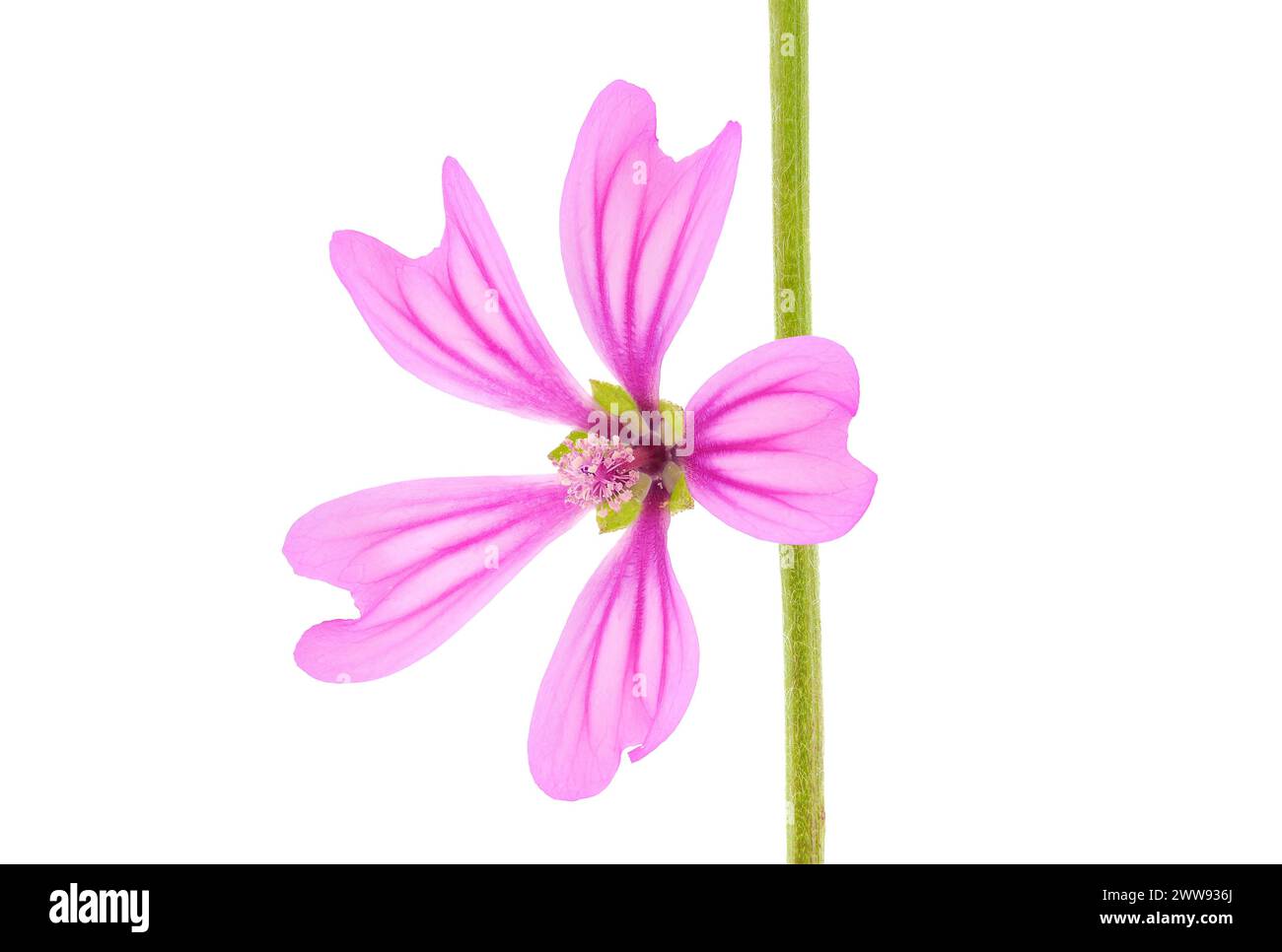 Gemeine Malvenblume isoliert auf weißem Hintergrund, Malva sylvestris Stockfoto