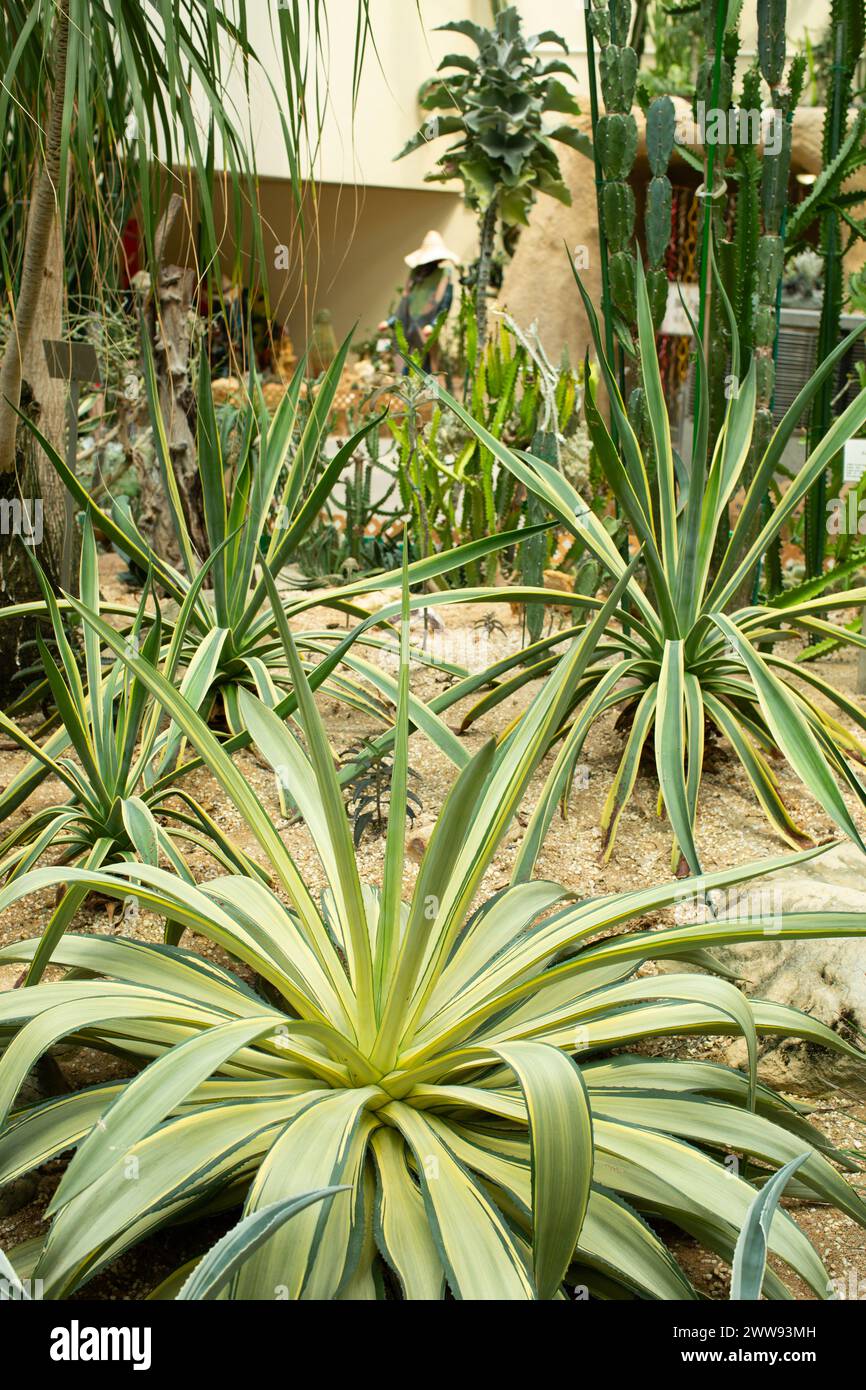 Das Trockenpflanzenhaus am Forgate Conservatory beherbergt eine Vielzahl von Wüstenpflanzen wie diese großen Agaven und hohen Kakteen. Stockfoto