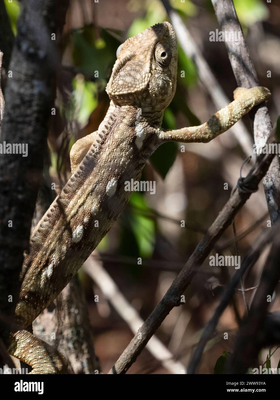 Das Chamäleon von Oustalet, Furcifer oustaleti, Zombitse-Vohibasia Nationalpark, Madagaskar Stockfoto