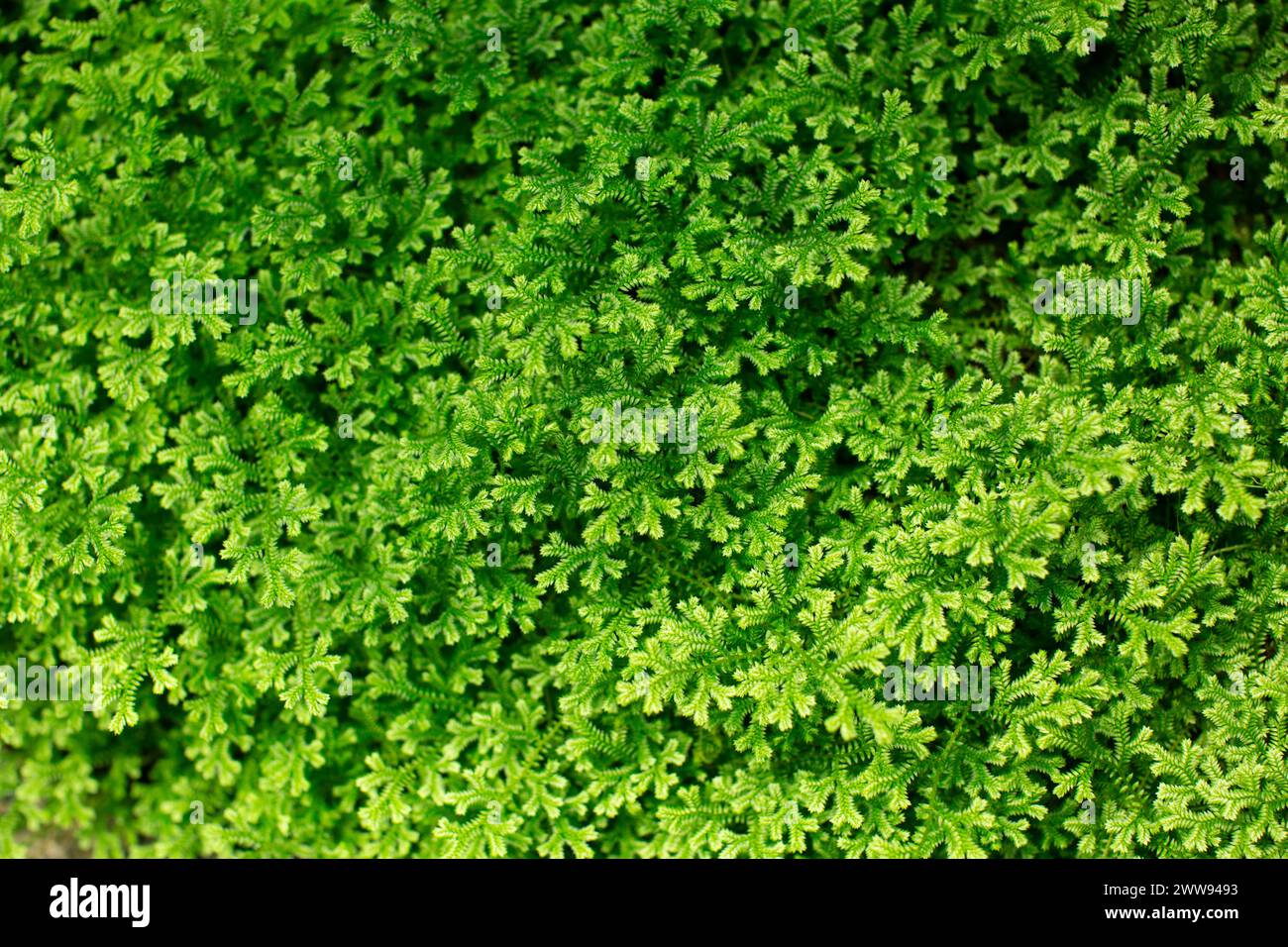 Ein Stück Clubfarn (selaginella kraussiana) sorgt für einen lustigen strukturierten Hintergrund. Stockfoto