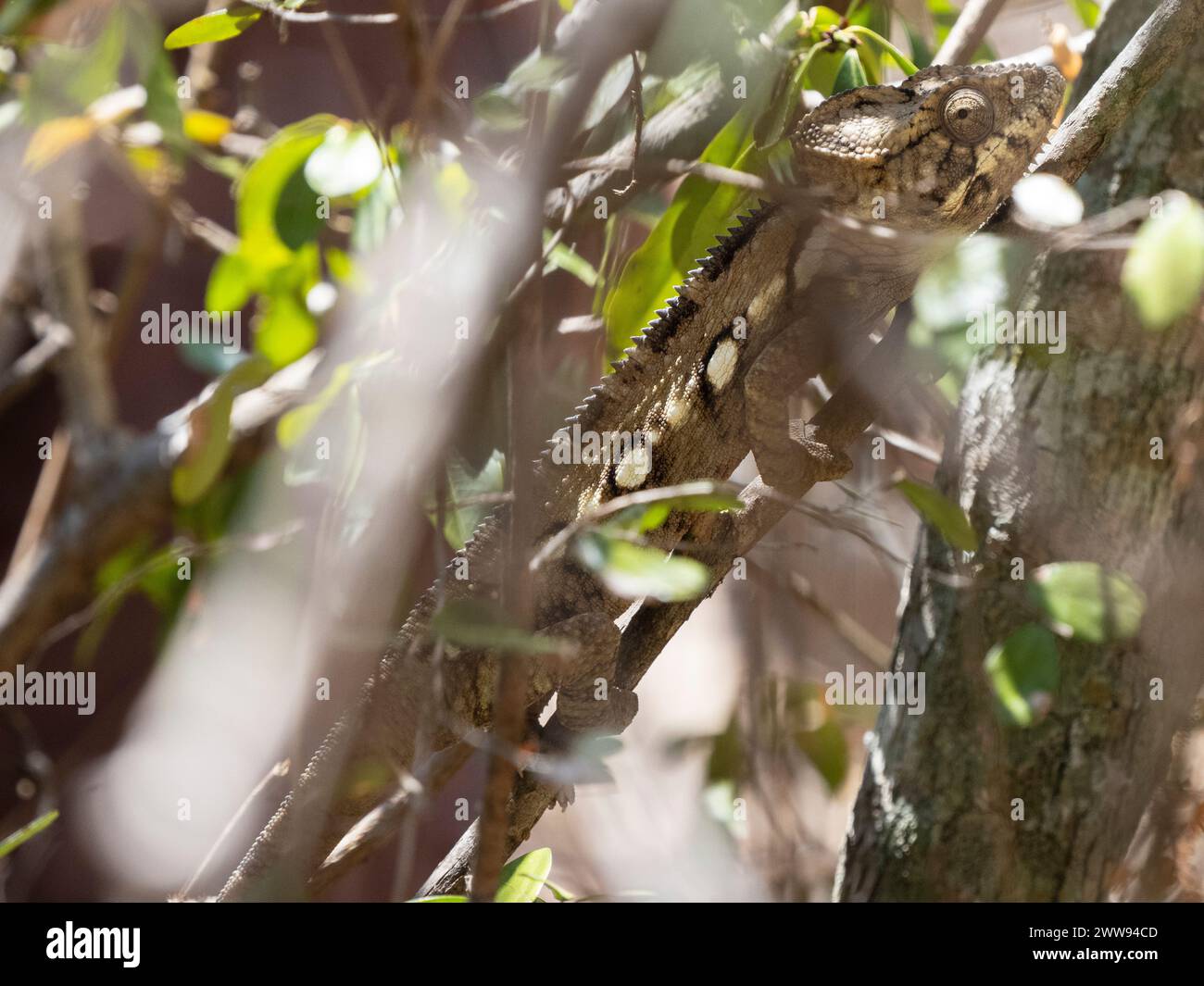 Das Chamäleon von Oustalet, Furcifer oustaleti, Zombitse-Vohibasia Nationalpark, Madagaskar Stockfoto